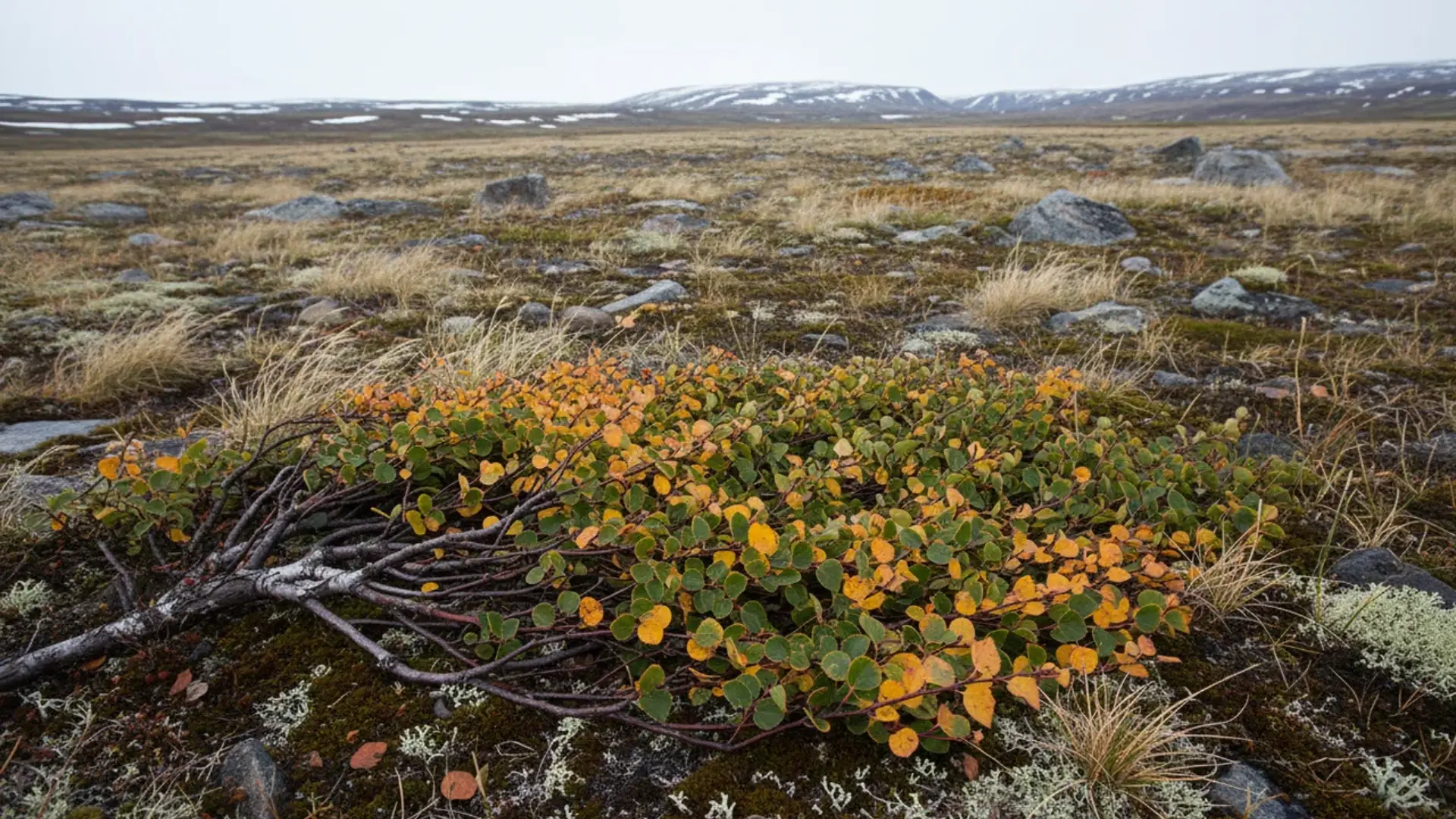 low dwarf birch with small yellow and green leaves spreads across a rocky arctic tundra landscape