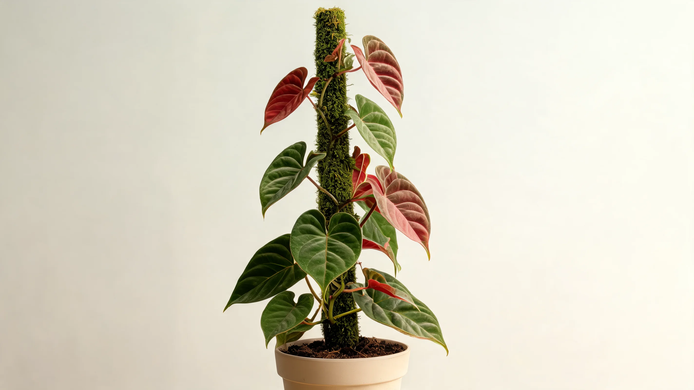 el choco red philodendron with broad velvety green leaves and vivid red undersides on new growth