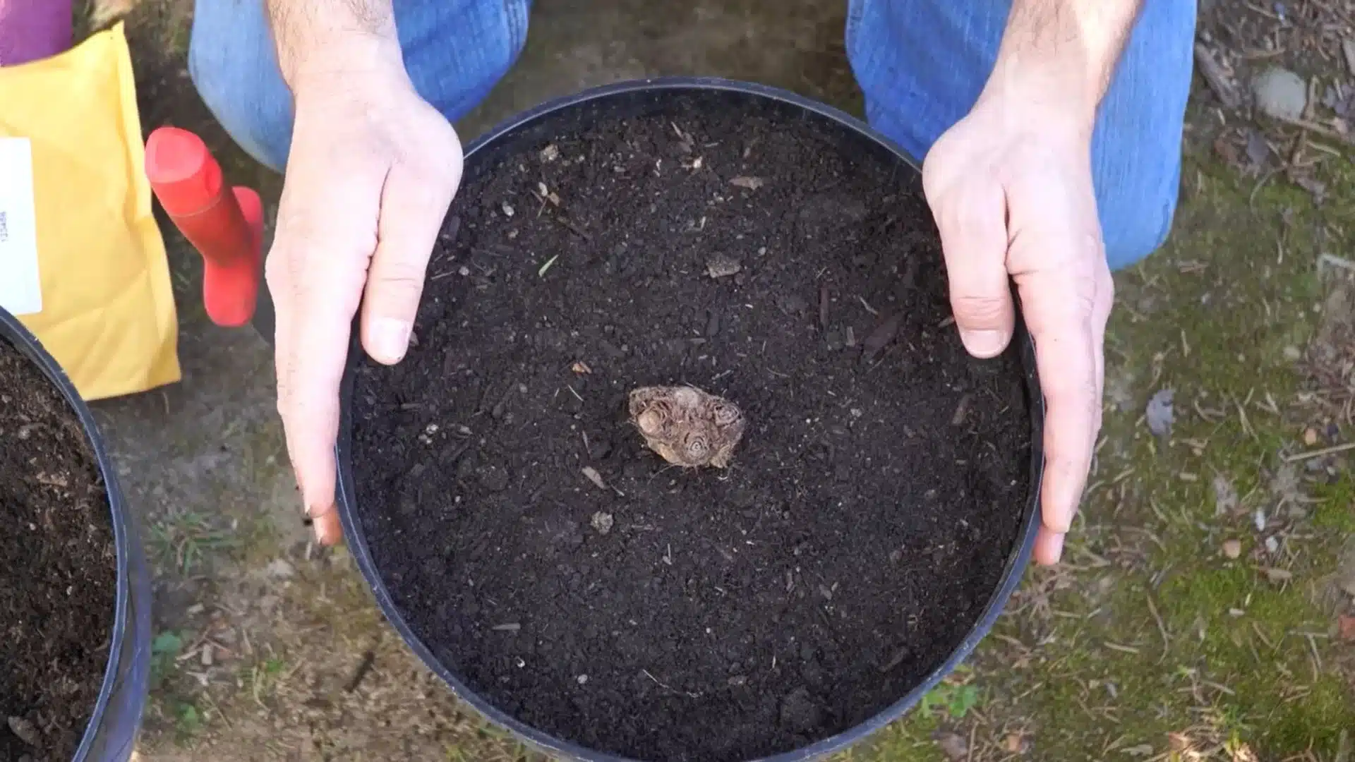 elephant ear bulb placed in the center of a large container filled with dark potting soil