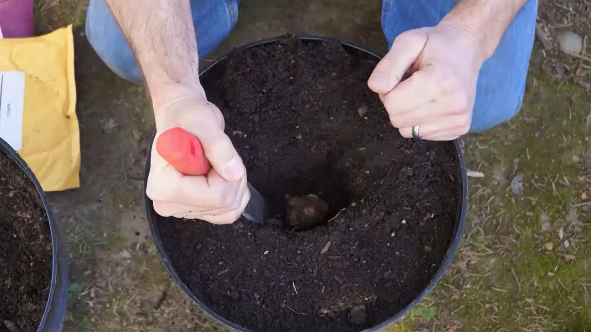 elephant ear bulb positioned at the bottom of a deep planting hole in potting soil