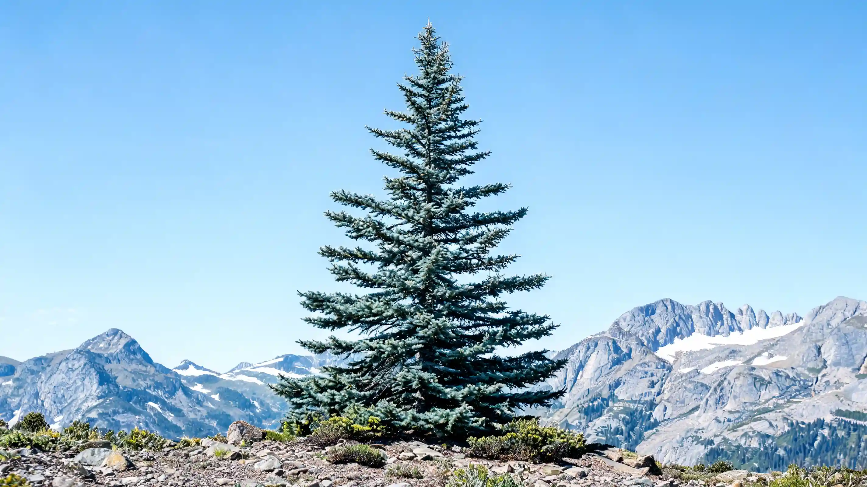 tall engelmann spruce with a narrow crown and blue green needles on a cool rocky mountain slope