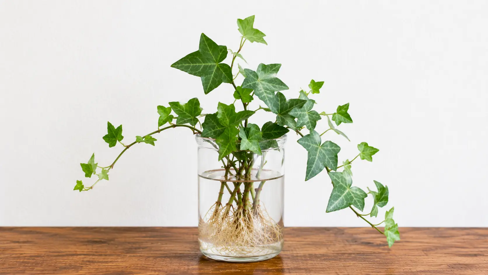 english ivy vines with pointed green leaves and pale roots growing in a clear glass water jar