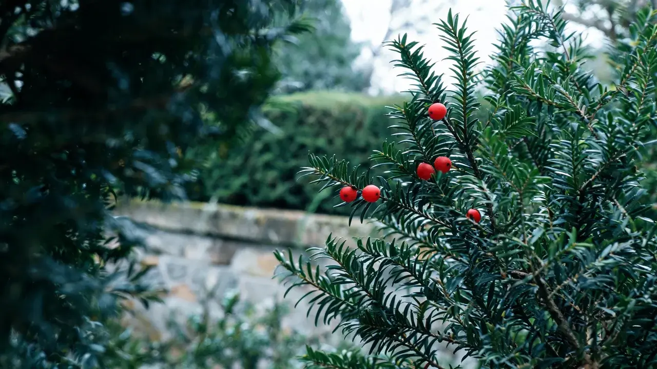 english yew with dark green needle-like leaves and bright red arils growing densely in a quiet old garden