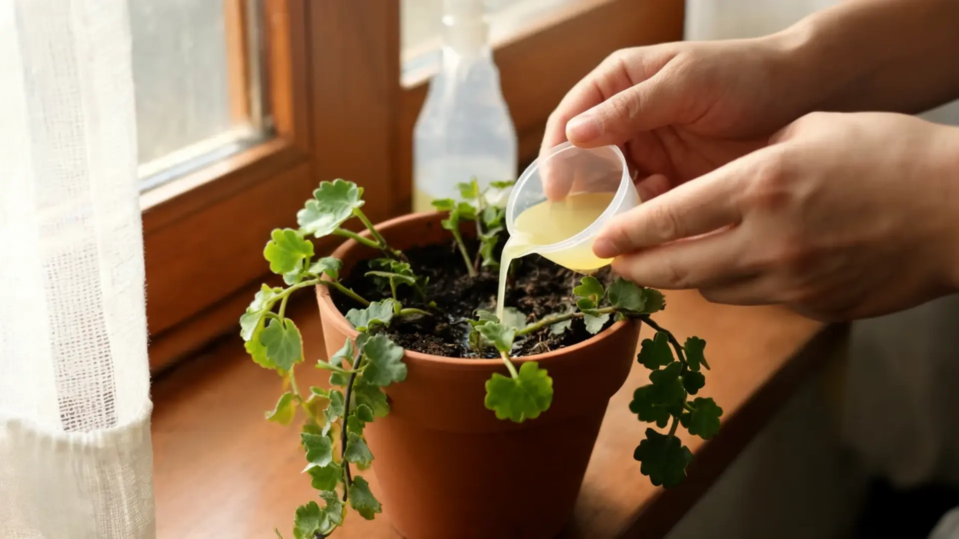 pouring diluted liquid fertilizer into a potted swedish ivy plant during the active growing season