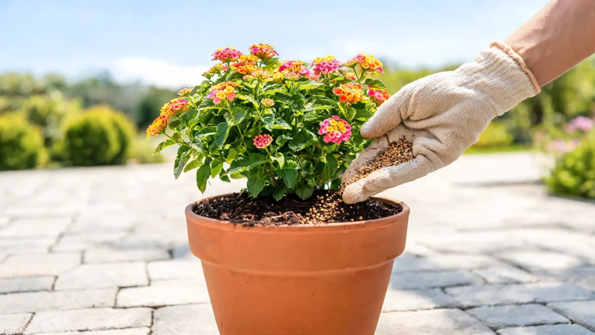 gloved hand applying fertilizer around a flowering lantana plant growing in a terracotta pot