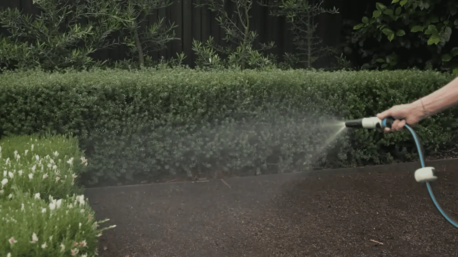 fine mist watering freshly seeded soil in a prepared garden bed bordered by shrubs and lawn