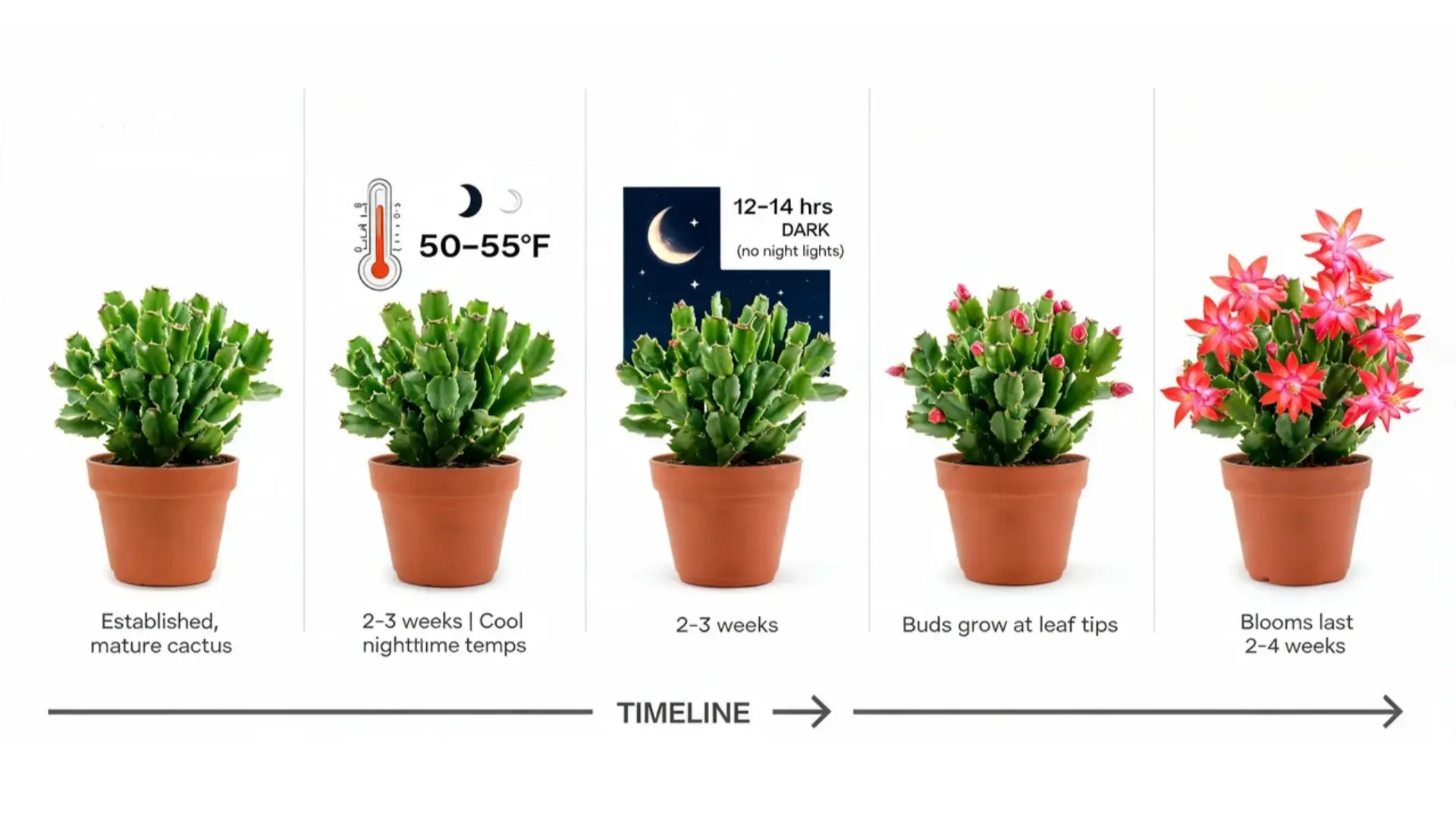five stages showing easter cactus bloom preparation from cool nights to full spring flowers
