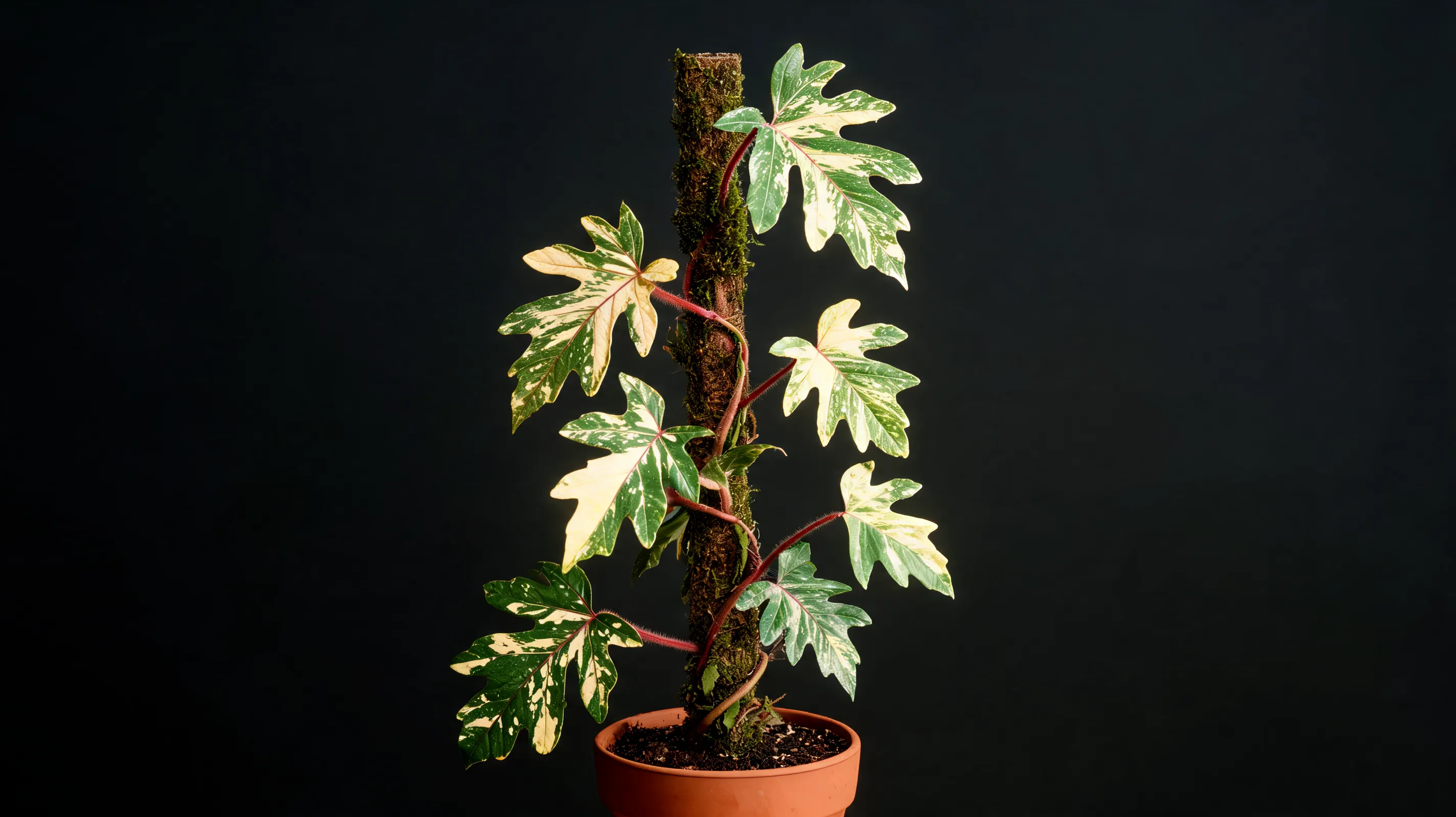 florida beauty philodendron with deeply lobed green leaves marked by cream and yellow variegation