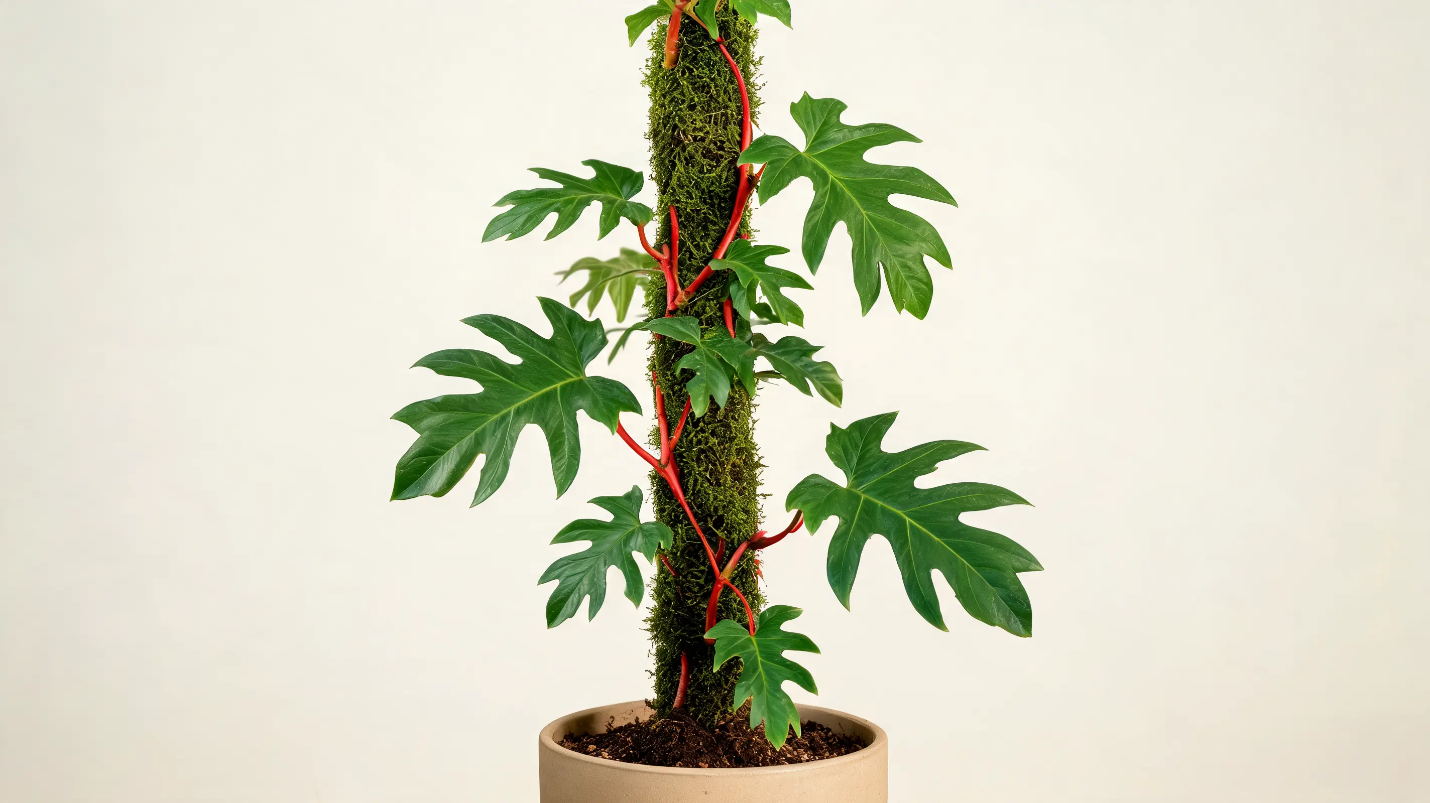 florida green philodendron with deeply lobed green leaves held on long clear red climbing stems