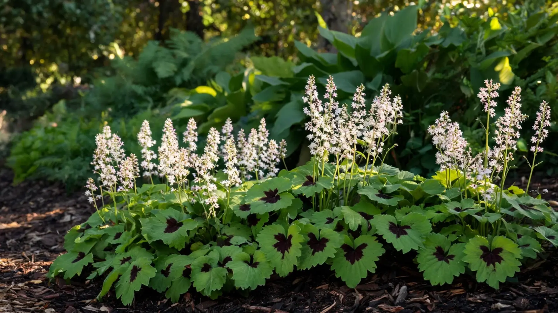 foamflower plant with airy white flower spikes rising above lobed green foliage in a shaded bed