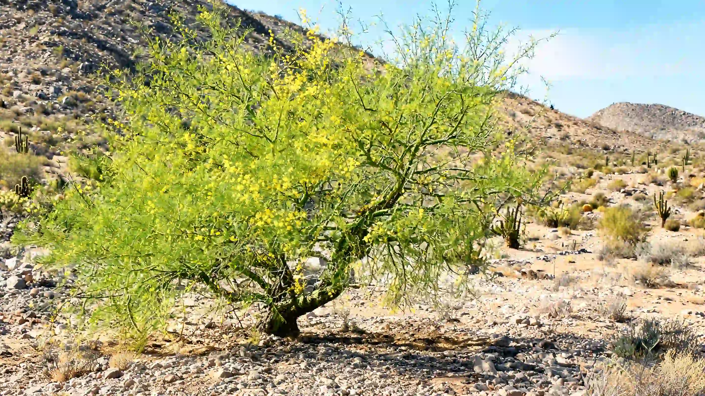 foothill palo verde with a compact twisted crown tiny leaves and pale blooms on rocky desert ground