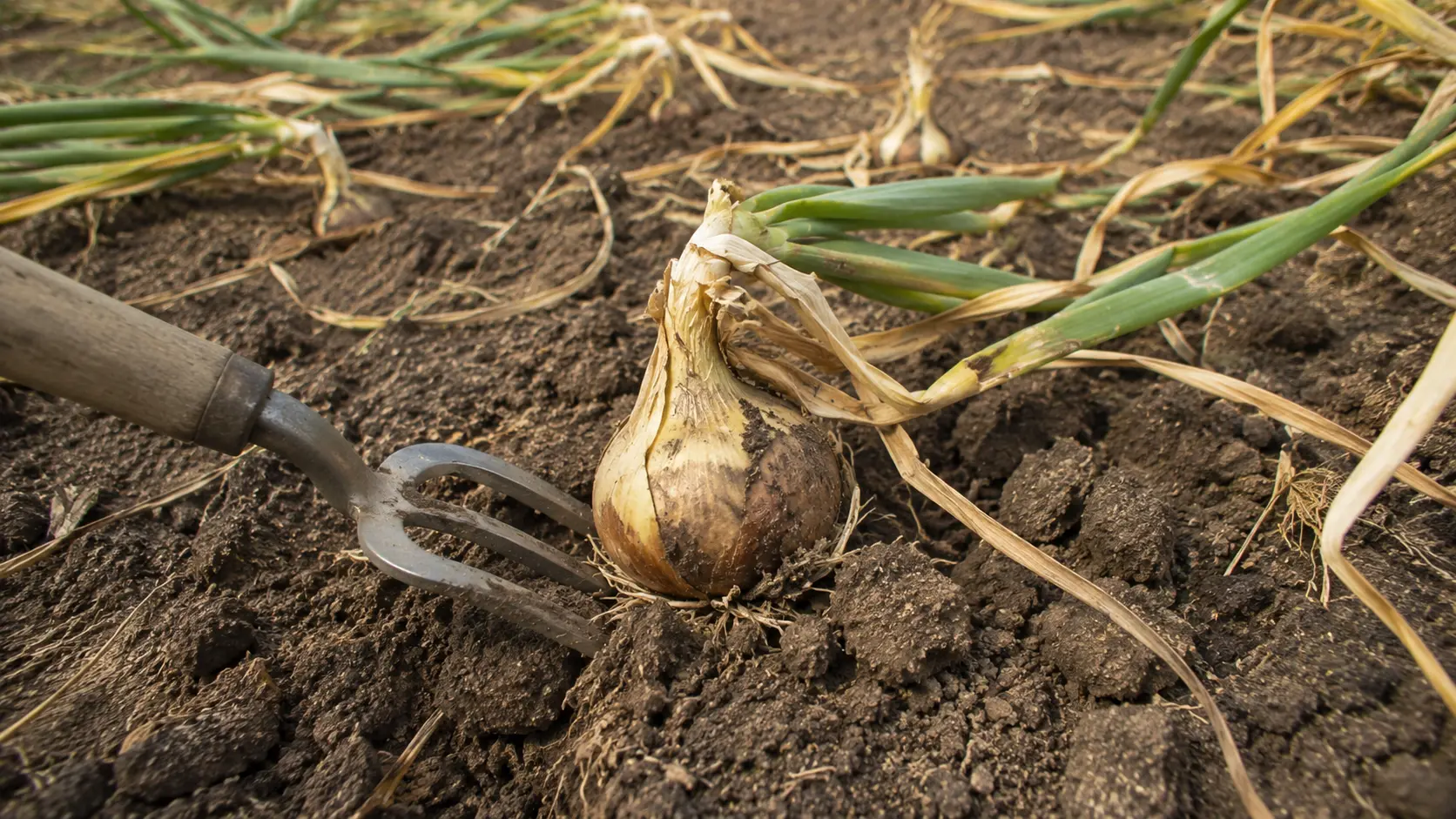 garden fork beside a mature onion resting in dry soil with green and yellow leaves across the bed