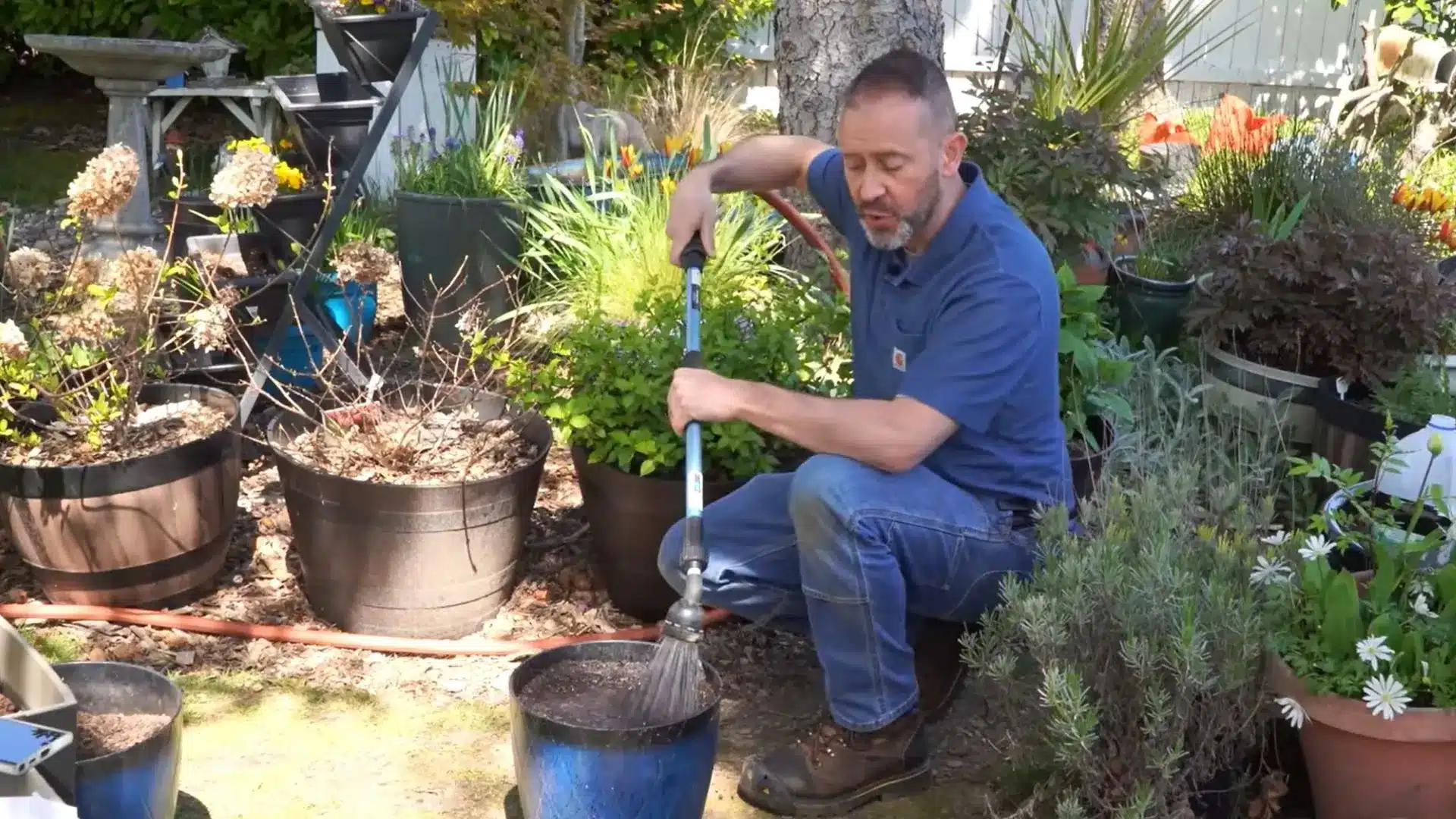 gardener watering a newly planted elephant ear bulb in a large outdoor container