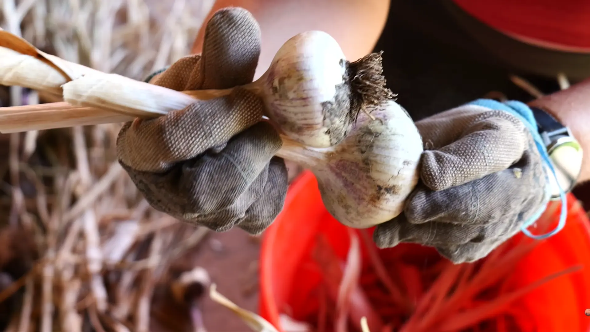 garlic bulbs gathered into small bundles before tying with twine