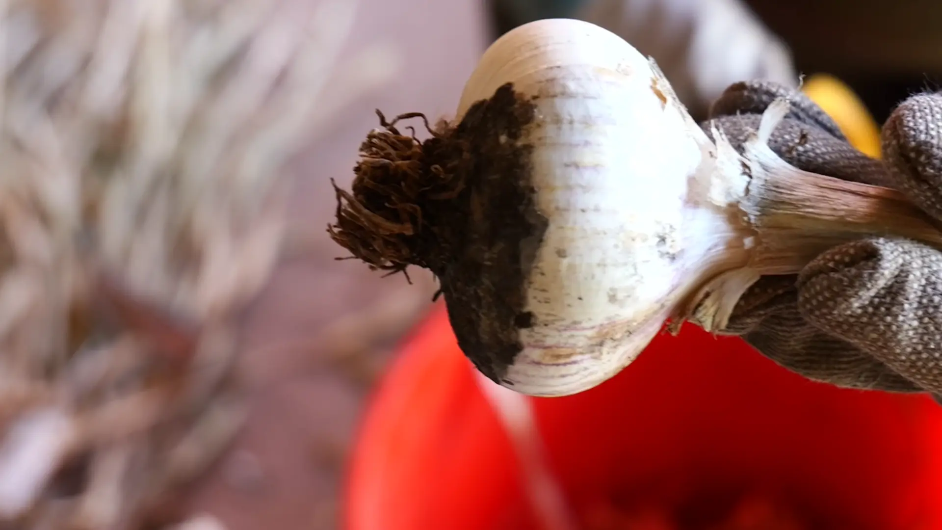 garlic roots trimmed lightly without cutting into the bulb base