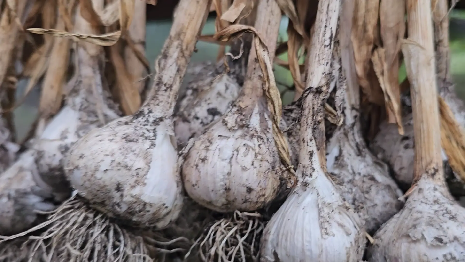 garlic spread on a shaded patio after harvest to begin curing safely