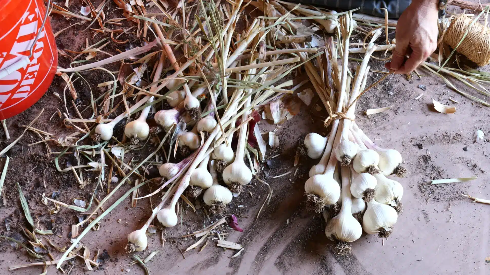 garlic stems tied securely with twine before hanging to cure