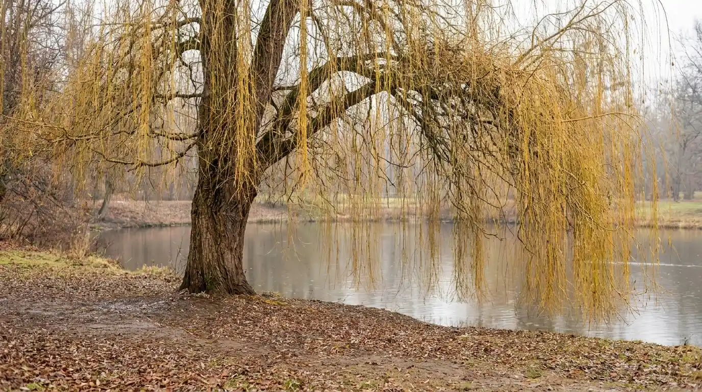 golden weeping willow beside a pond with long yellow hanging stems and a broad winter crown