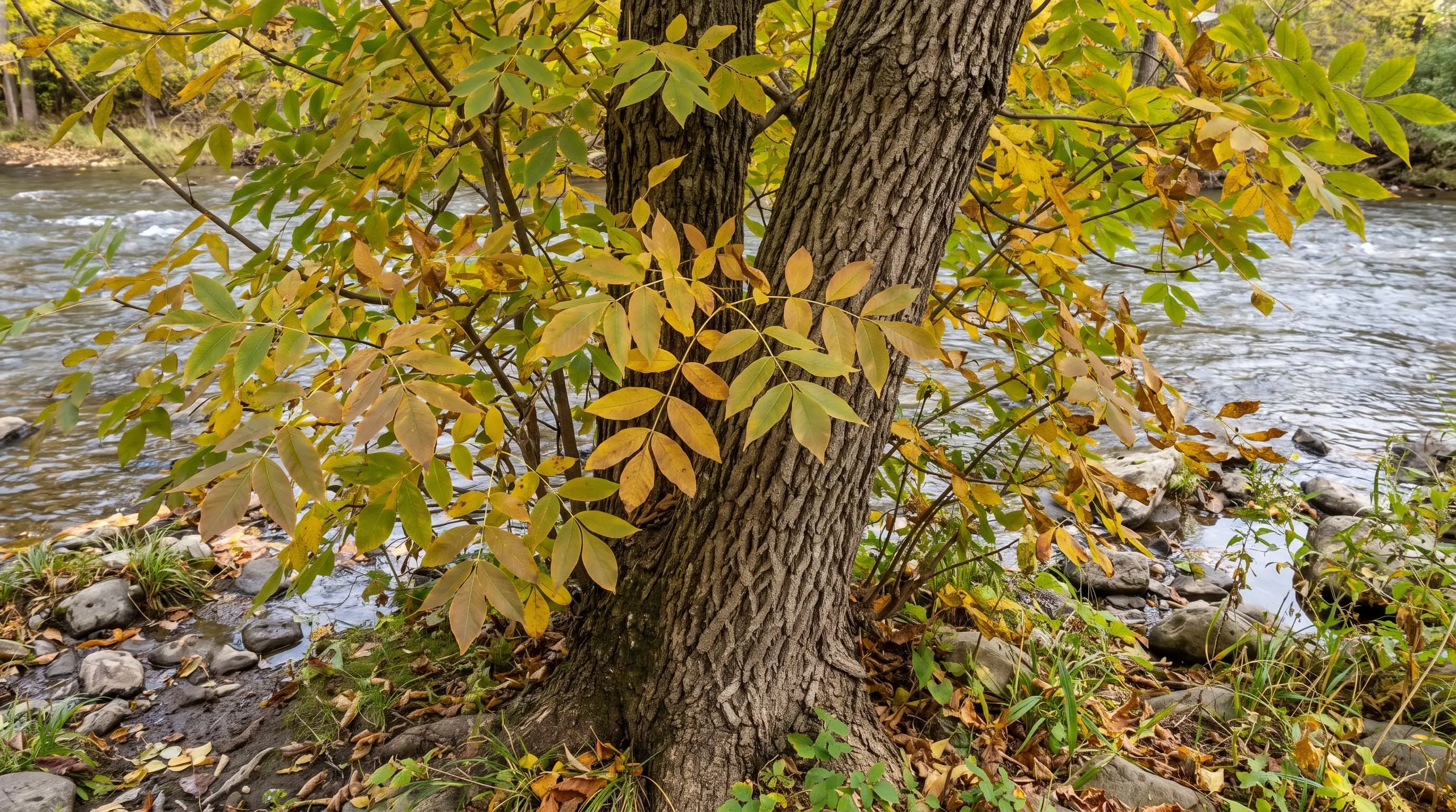 close up of a green ash tree branch showing its compound leaves and smooth grayish bark in sunlight