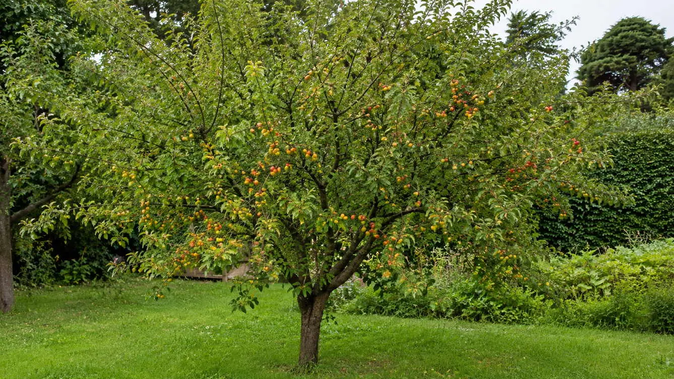 green leaved cherry plum tree with yellow orange and red fruit growing in a lush garden setting