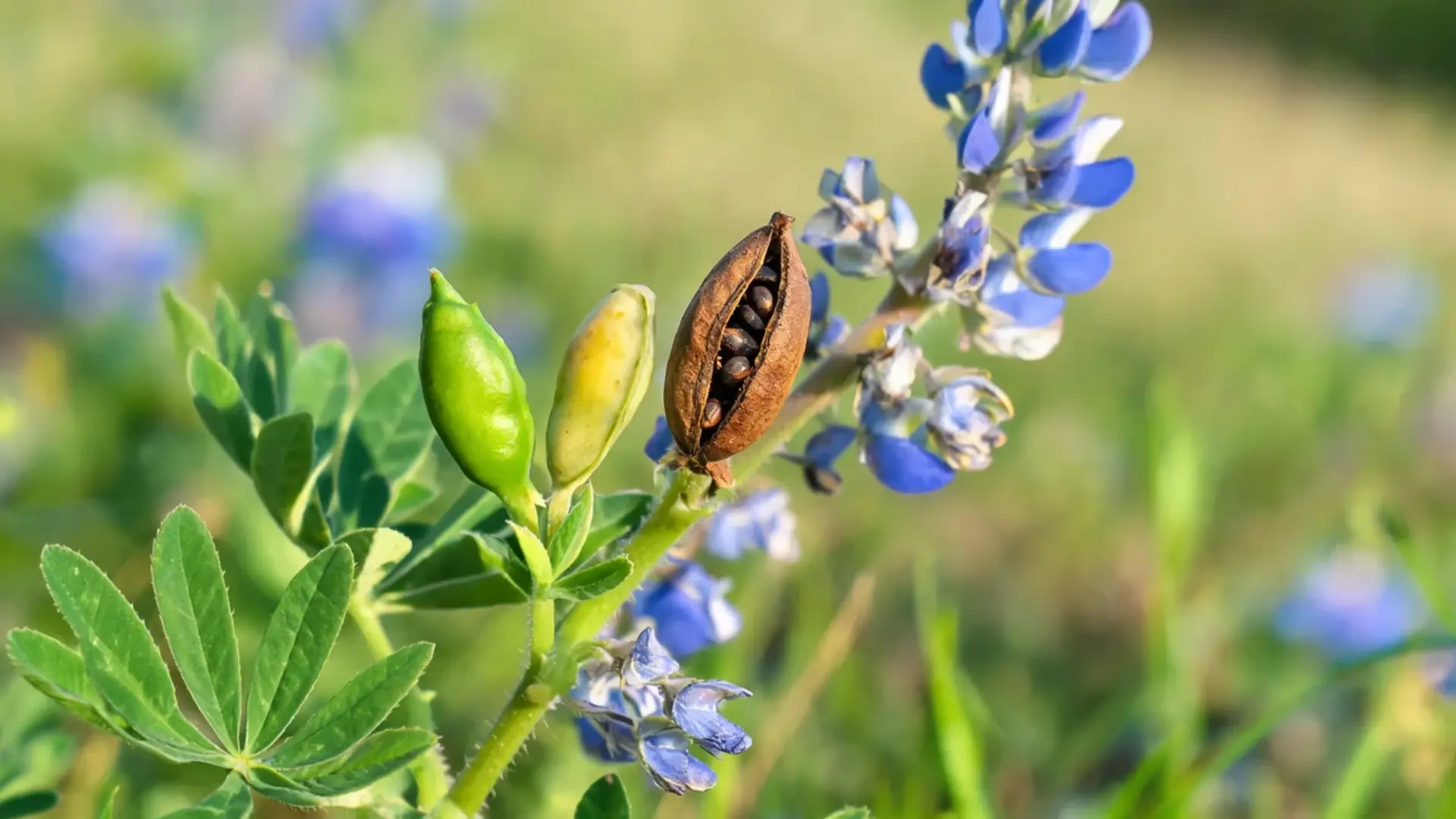 green yellow and brown bluebonnet seed pods with visible seeds beside fading flowers and palmate leaves