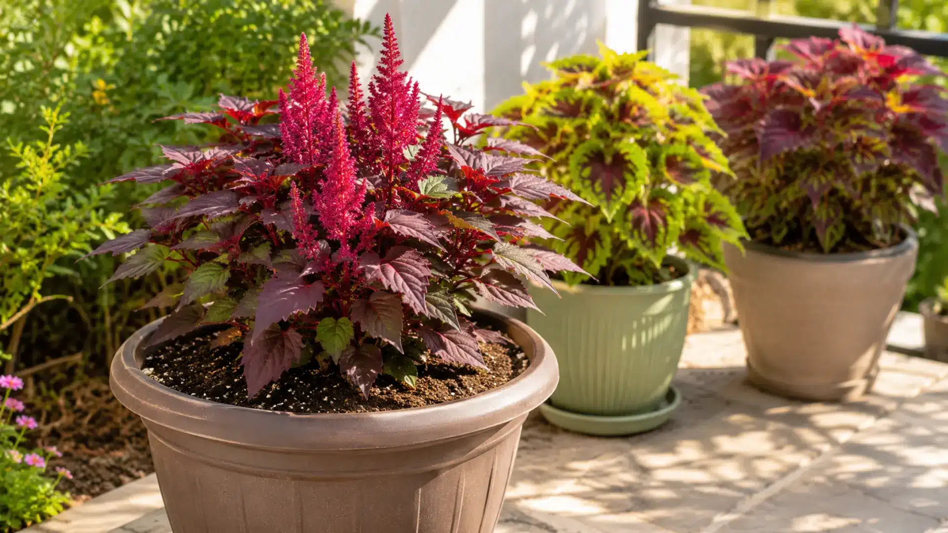 colorful amaranth plants growing in large containers on a sunny patio surrounded by garden greenery