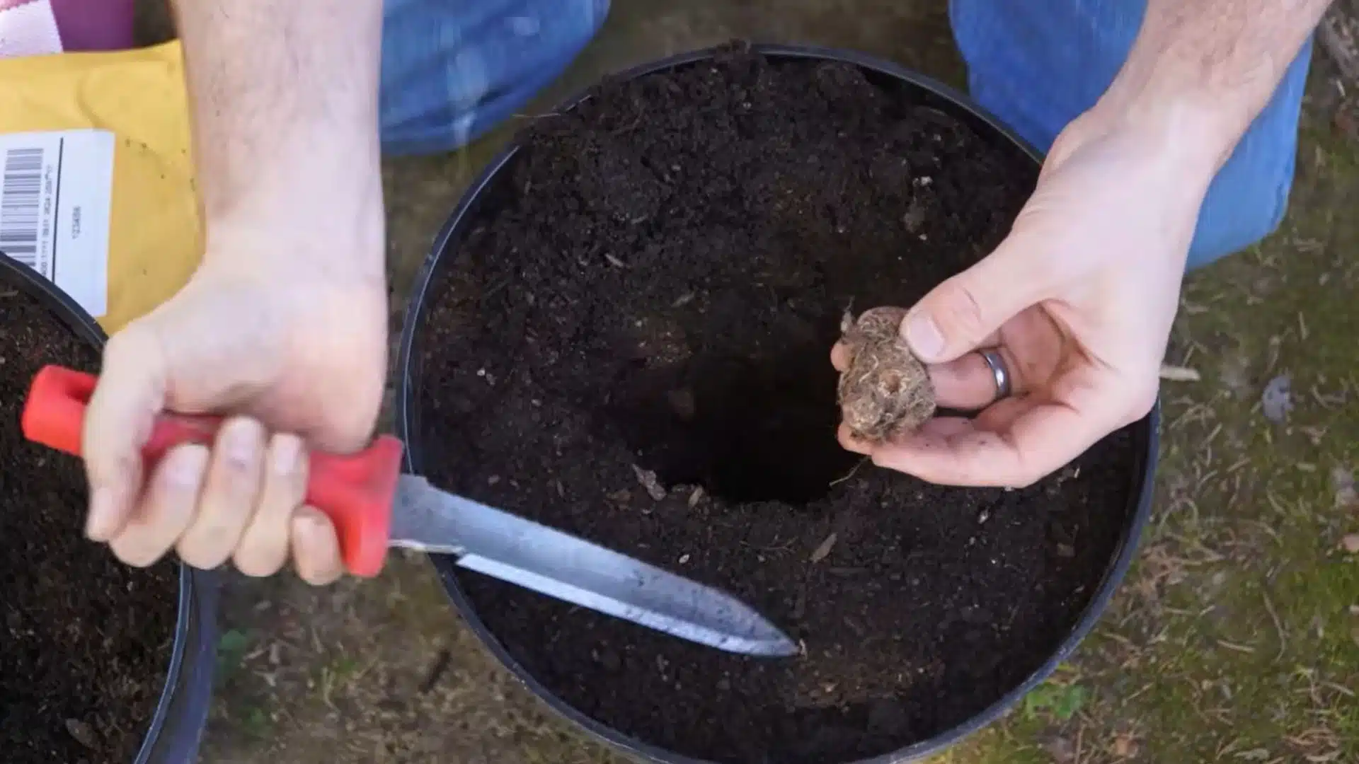 hand trowel digging a planting hole in a large container for an elephant ear bulb