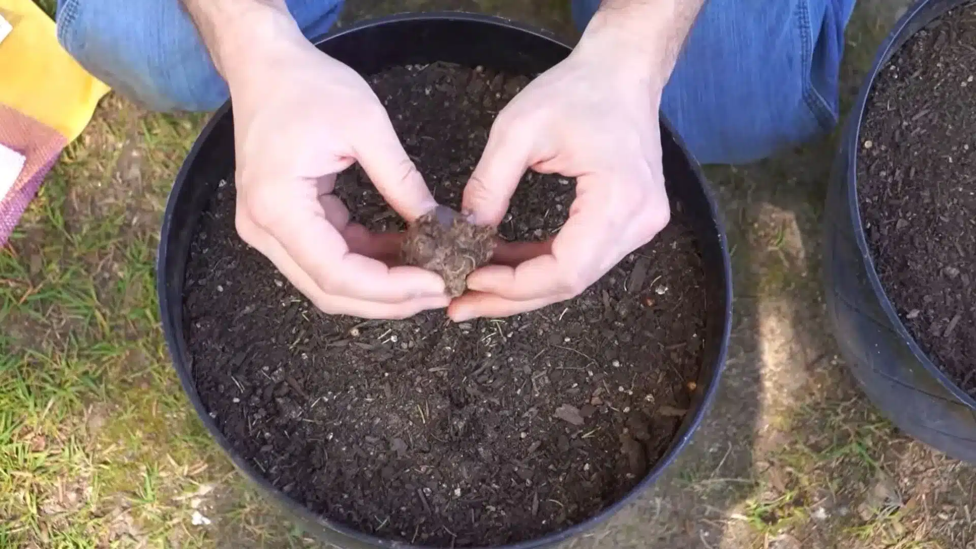hands inspecting an elephant ear bulb to identify the top, bottom, and growth points