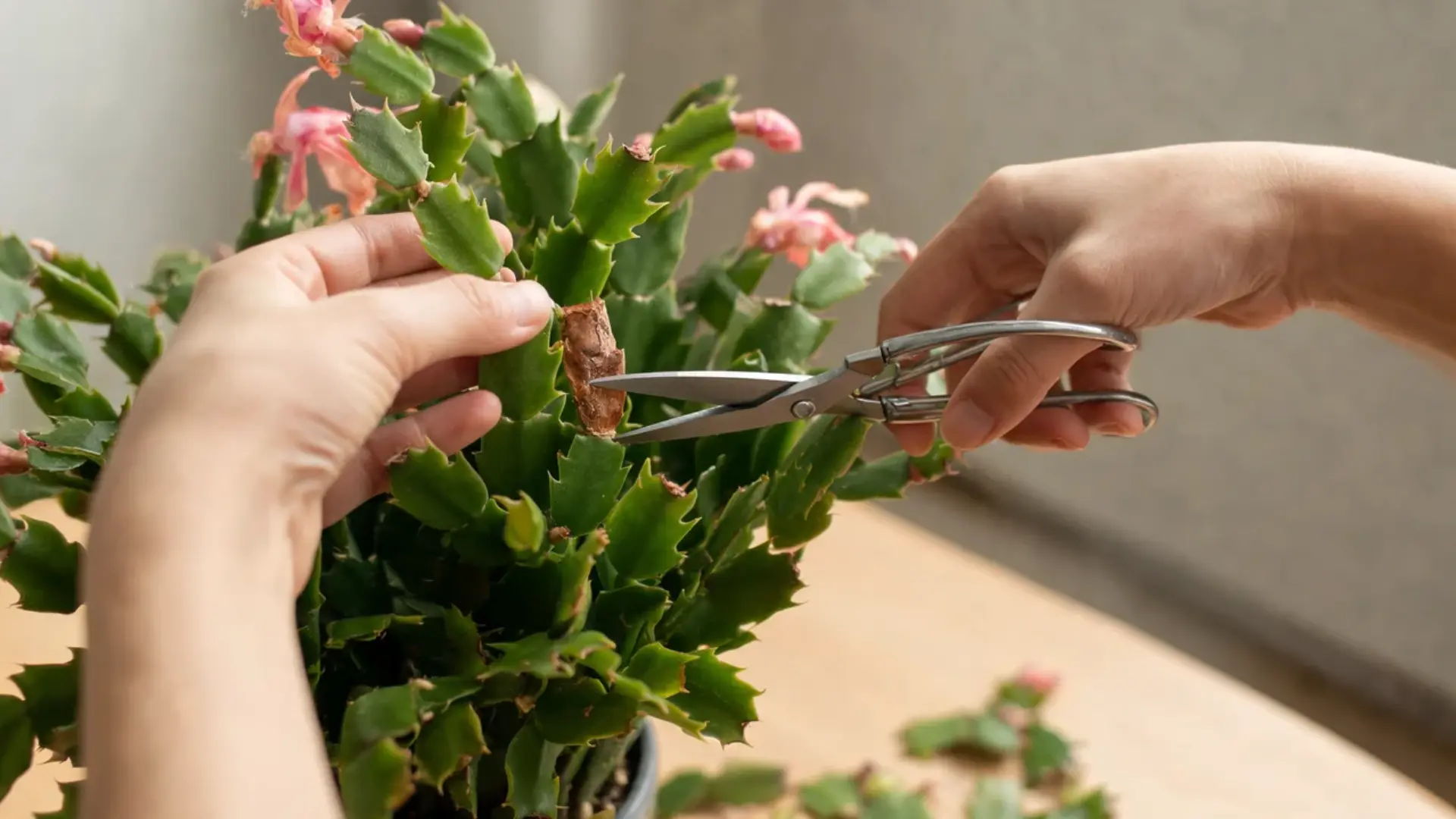 hands pruning an easter cactus at the stem joints with clean scissors near a window for healthy growth