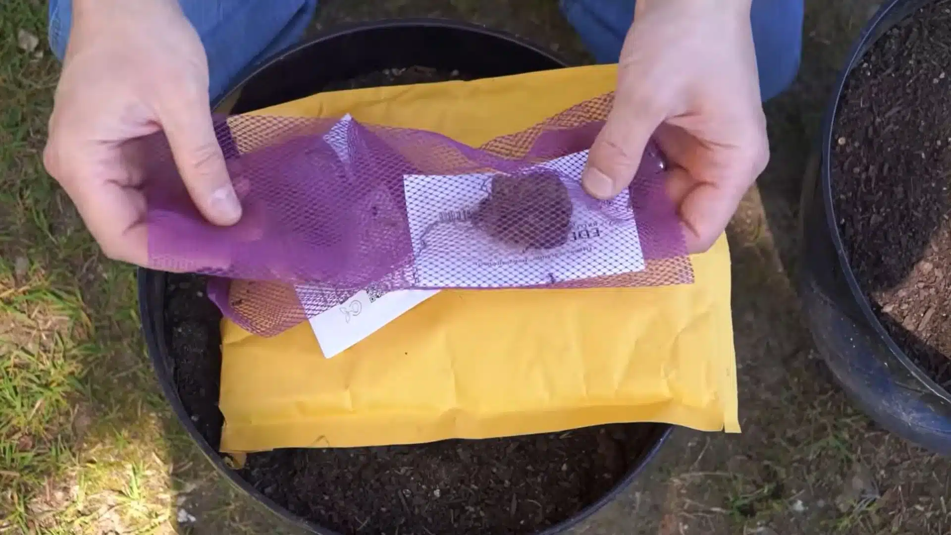 hands removing an elephant ear bulb from mesh packaging above a soil-filled container