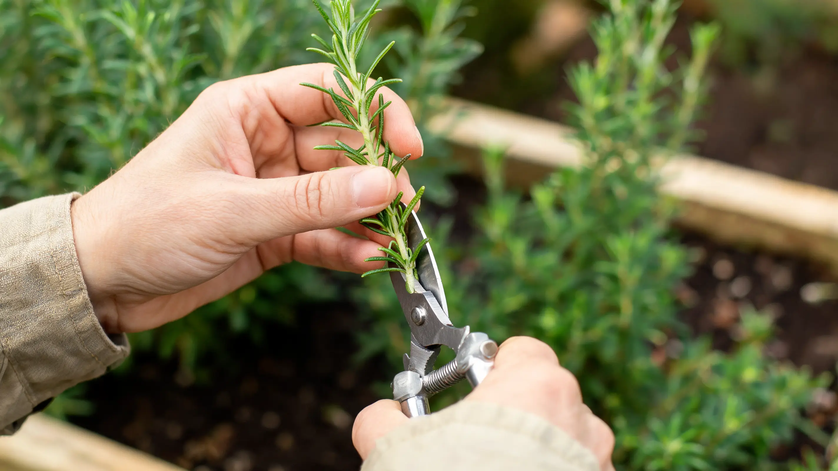 hands use pruning shears to cut a rosemary stem just above a leaf node beside a raised garden bed