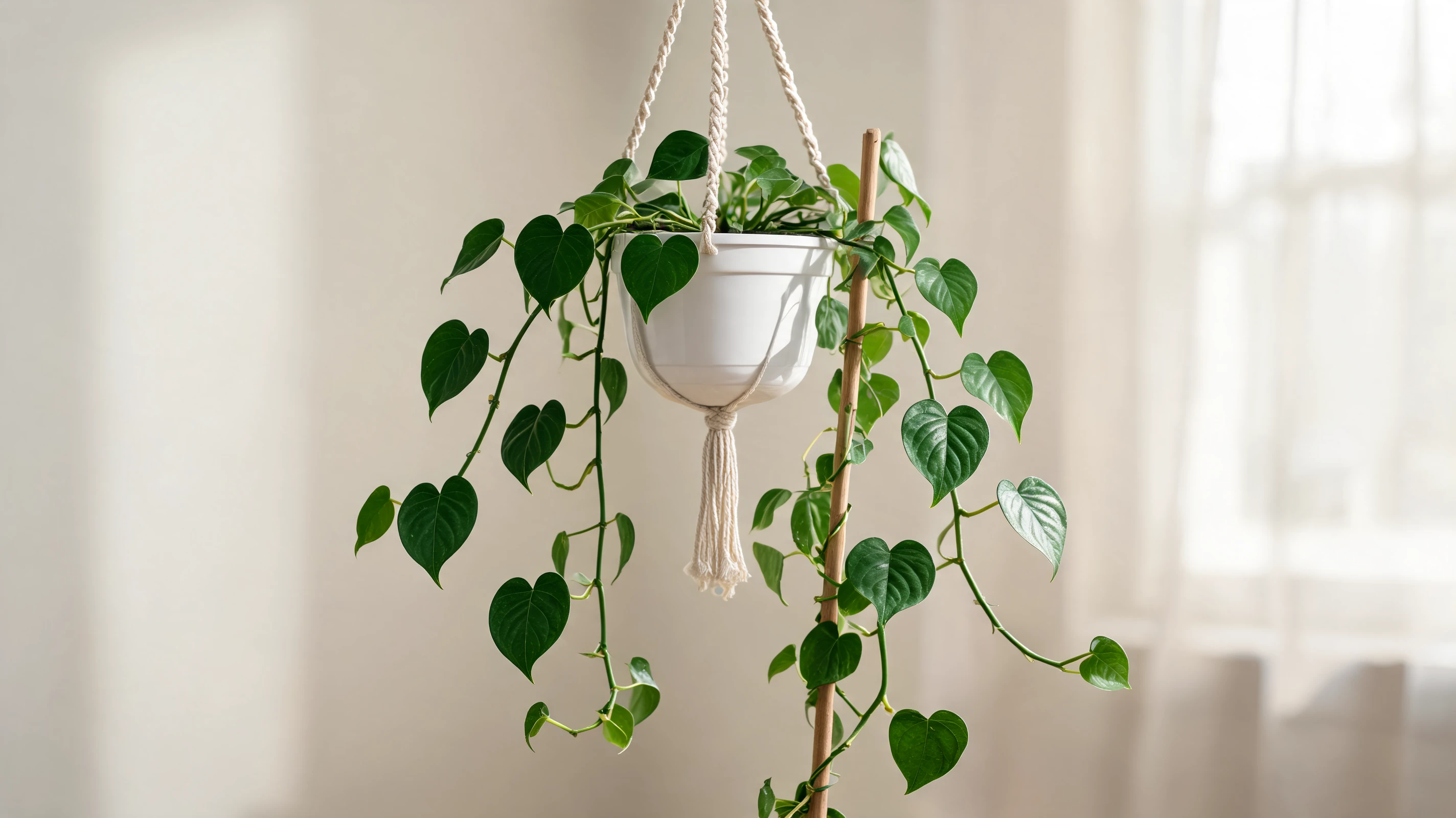 heartleaf philodendron with dark green heart shaped leaves trailing from a hanging indoor pot
