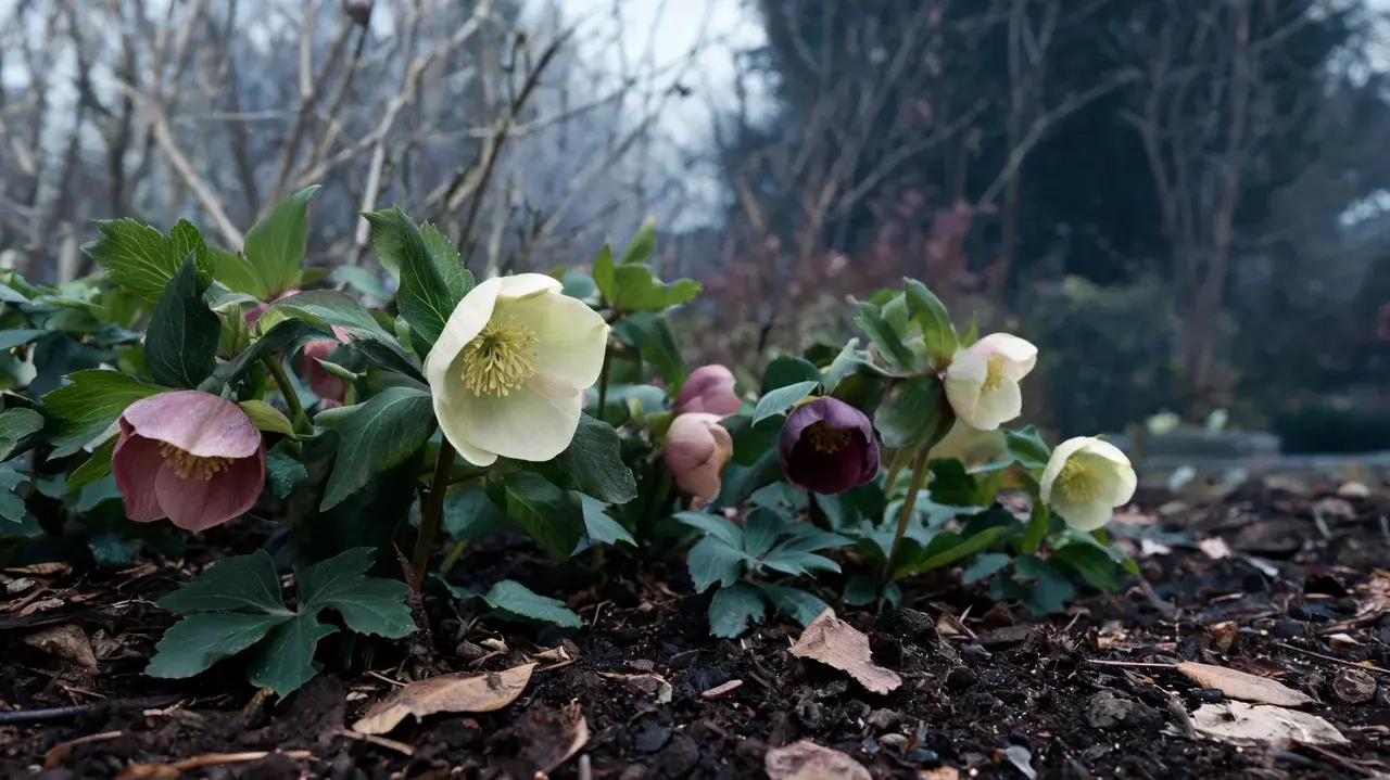 hellebore with nodding muted flowers and dark divided leaves growing low in a cool shaded woodland garden