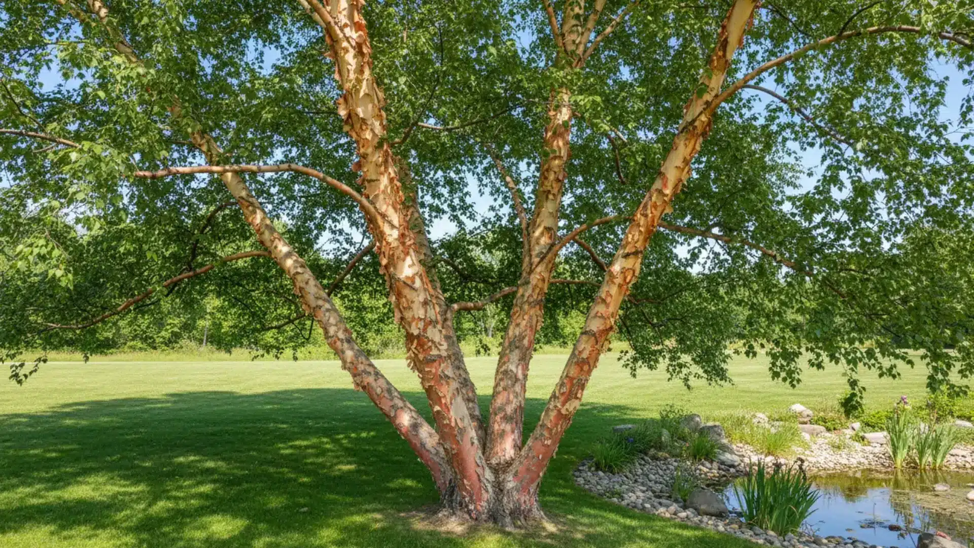 mature heritage river birch spreads several copper-barked trunks over a sunny lawn beside a small pond