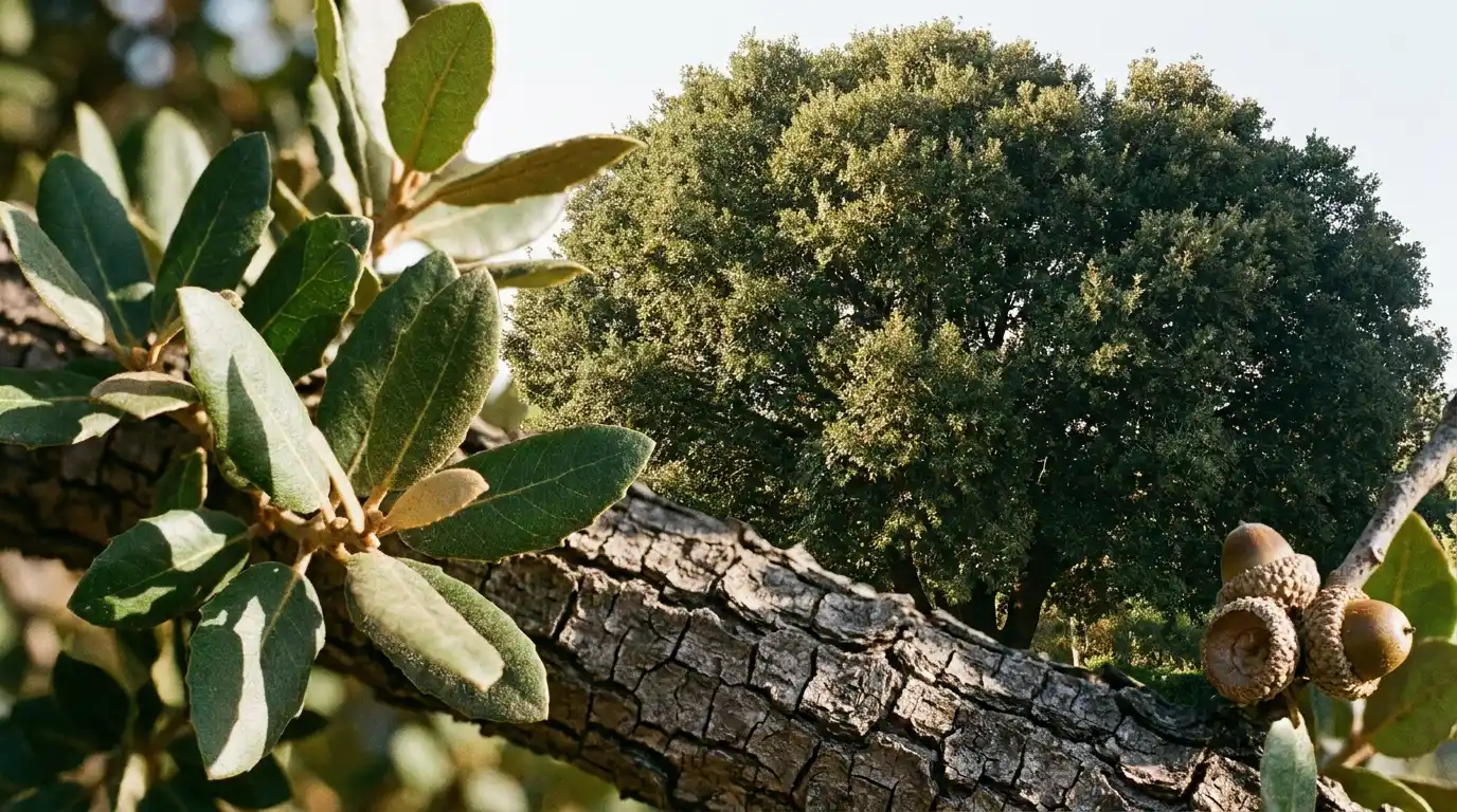 holm oak with dense crown leathery leaves bark and acorns