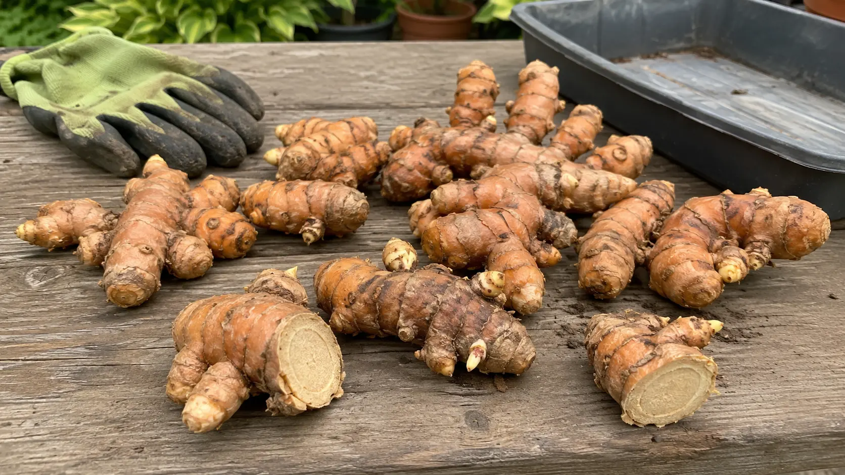fresh turmeric roots with buds sit on rustic table beside gloves and a planting tray
