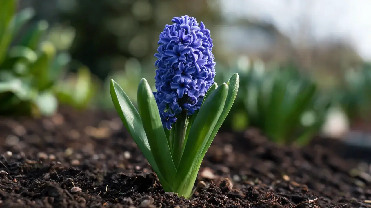 hyacinth with a dense blue violet flower spike and thick green leaves growing naturally in a spring flower bed