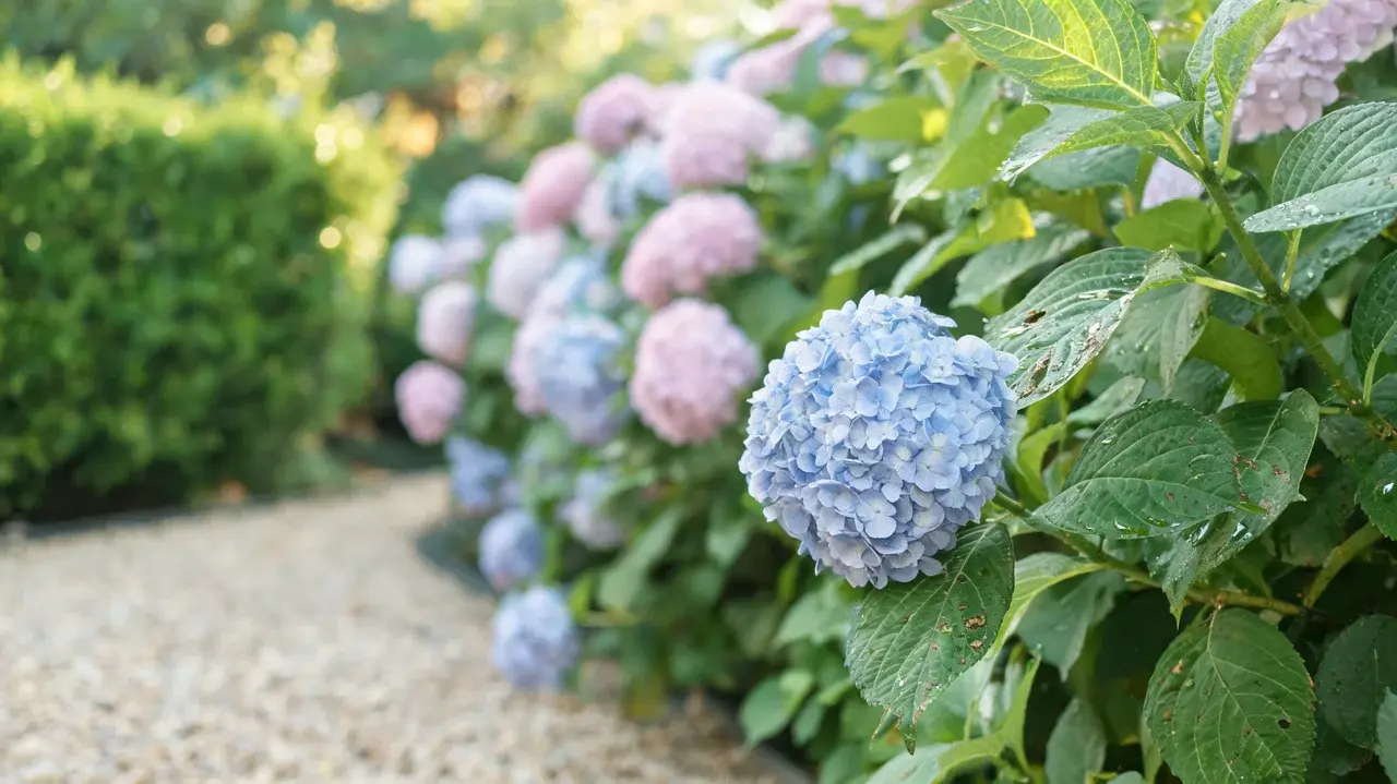 hydrangea shrub with rounded blue flower clusters and broad green leaves growing in a peaceful home garden