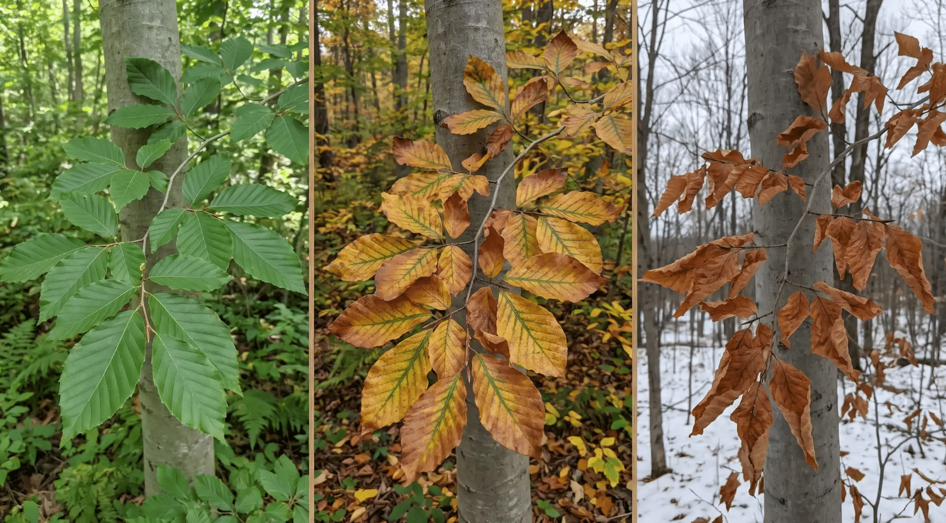 how beech tree leaves change the color leaves remain green through summer before turning yellow bronze or brown in fall