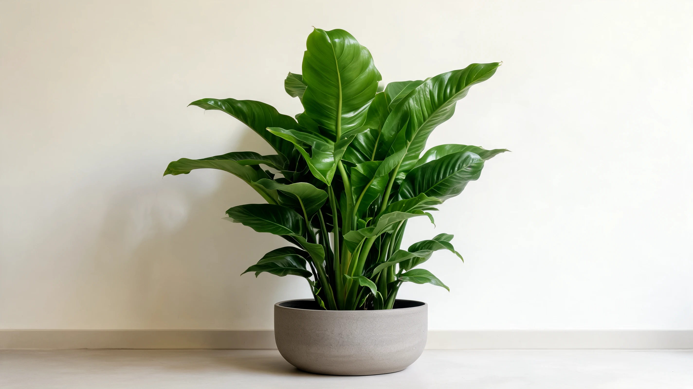 imperial-green-philodendron.webp