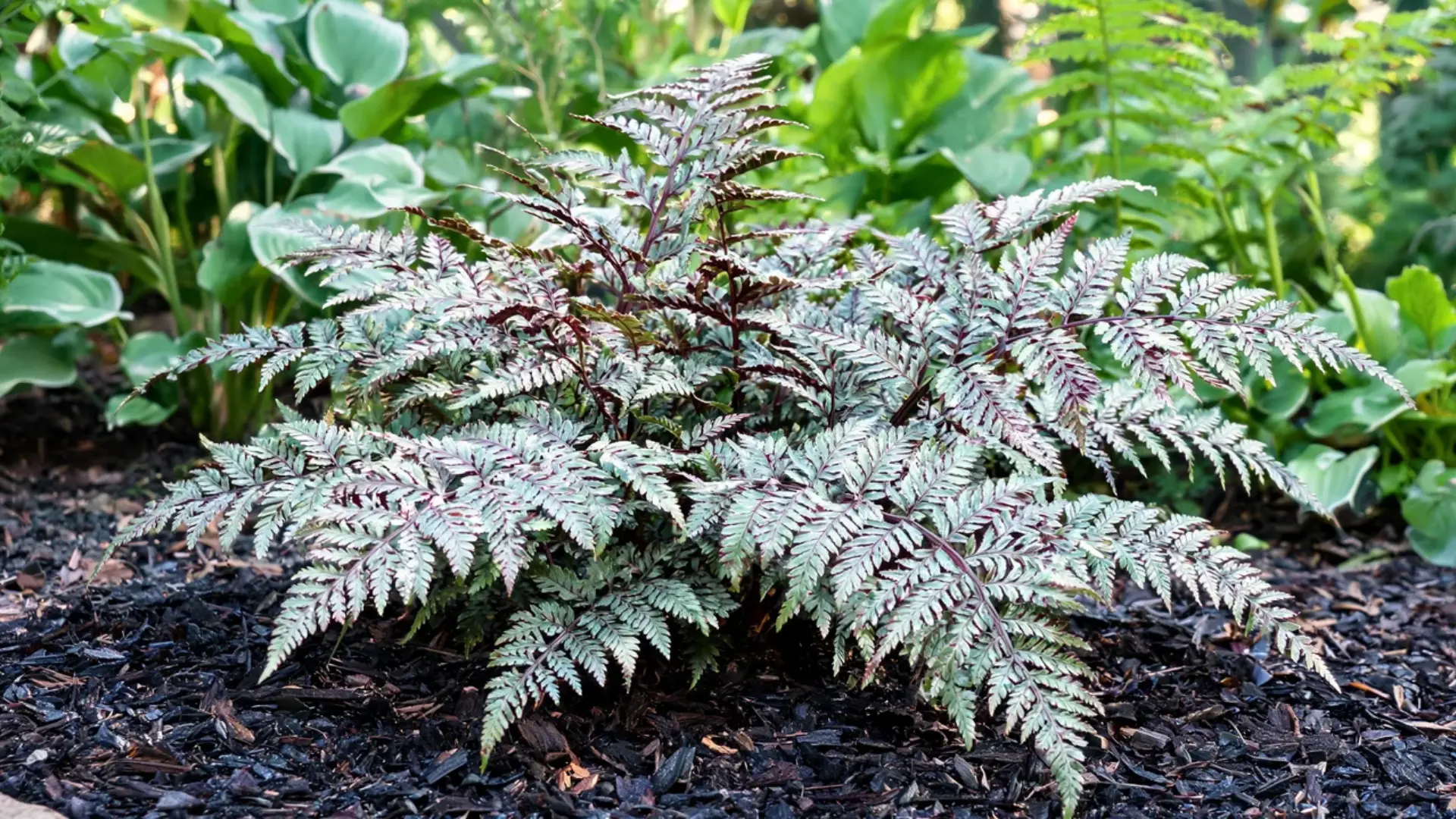 japanese painted fern with silvery burgundy fronds arching low across a shaded woodland bed
