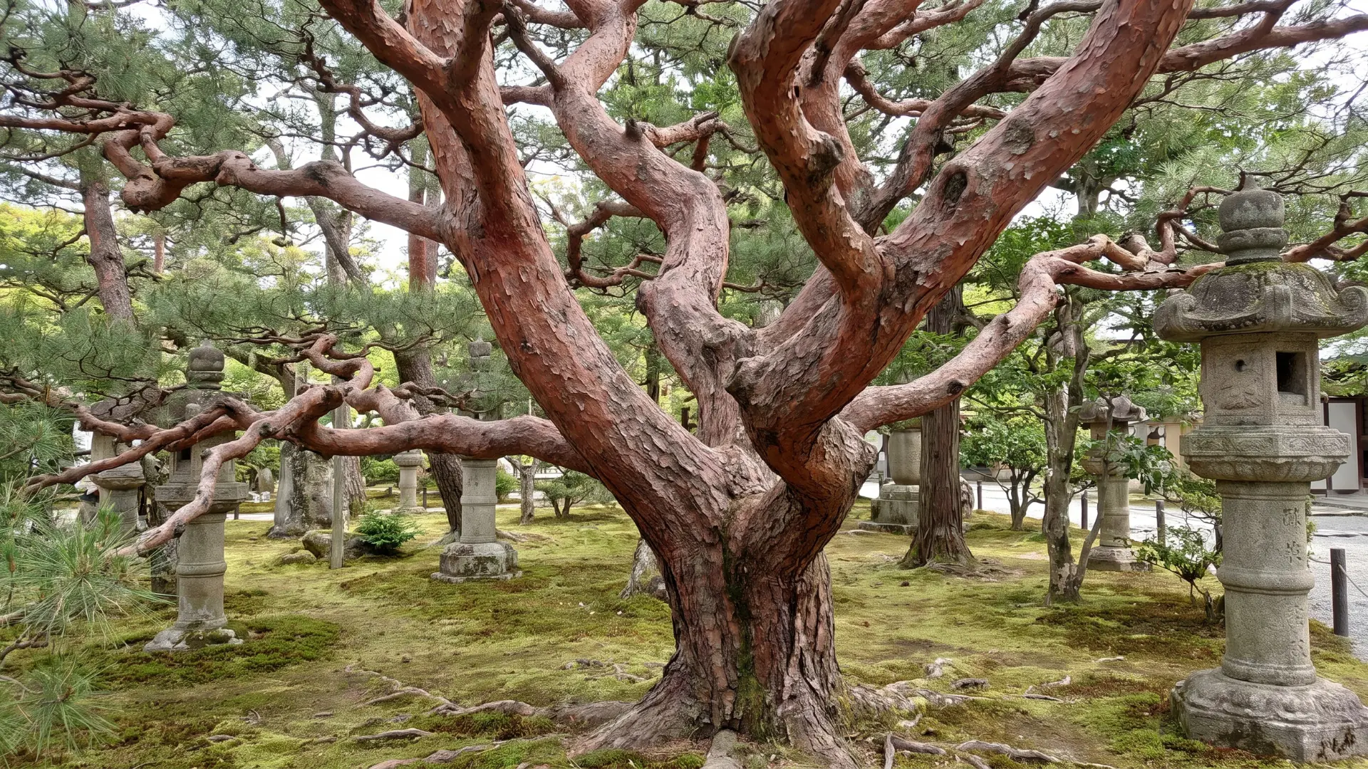 japanese red pine with slender green needles reddish flaking bark and a graceful irregular crown