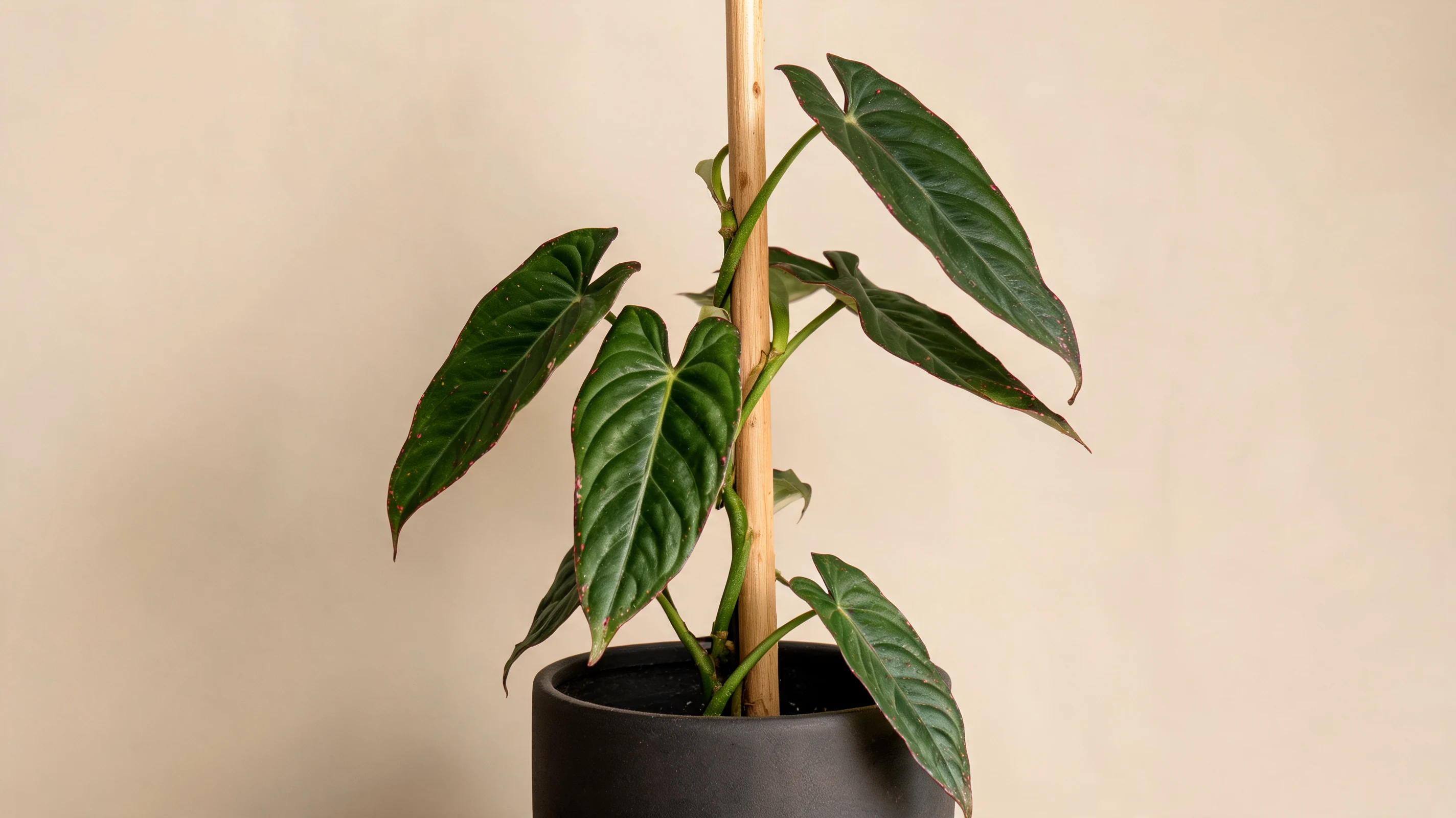 jose buono philodendron with large green leaves marked by bold cream white variegation on a moss pole