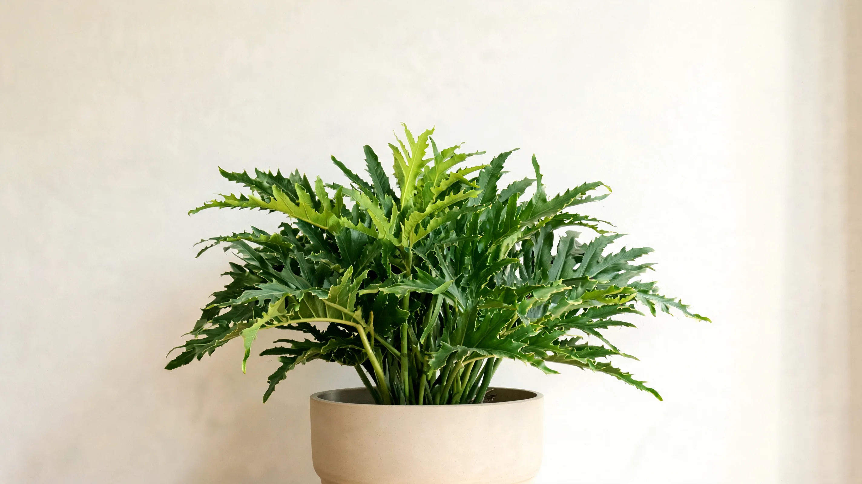 jungle boogie philodendron with long narrow green leaves and deep jagged tooth like edges indoors