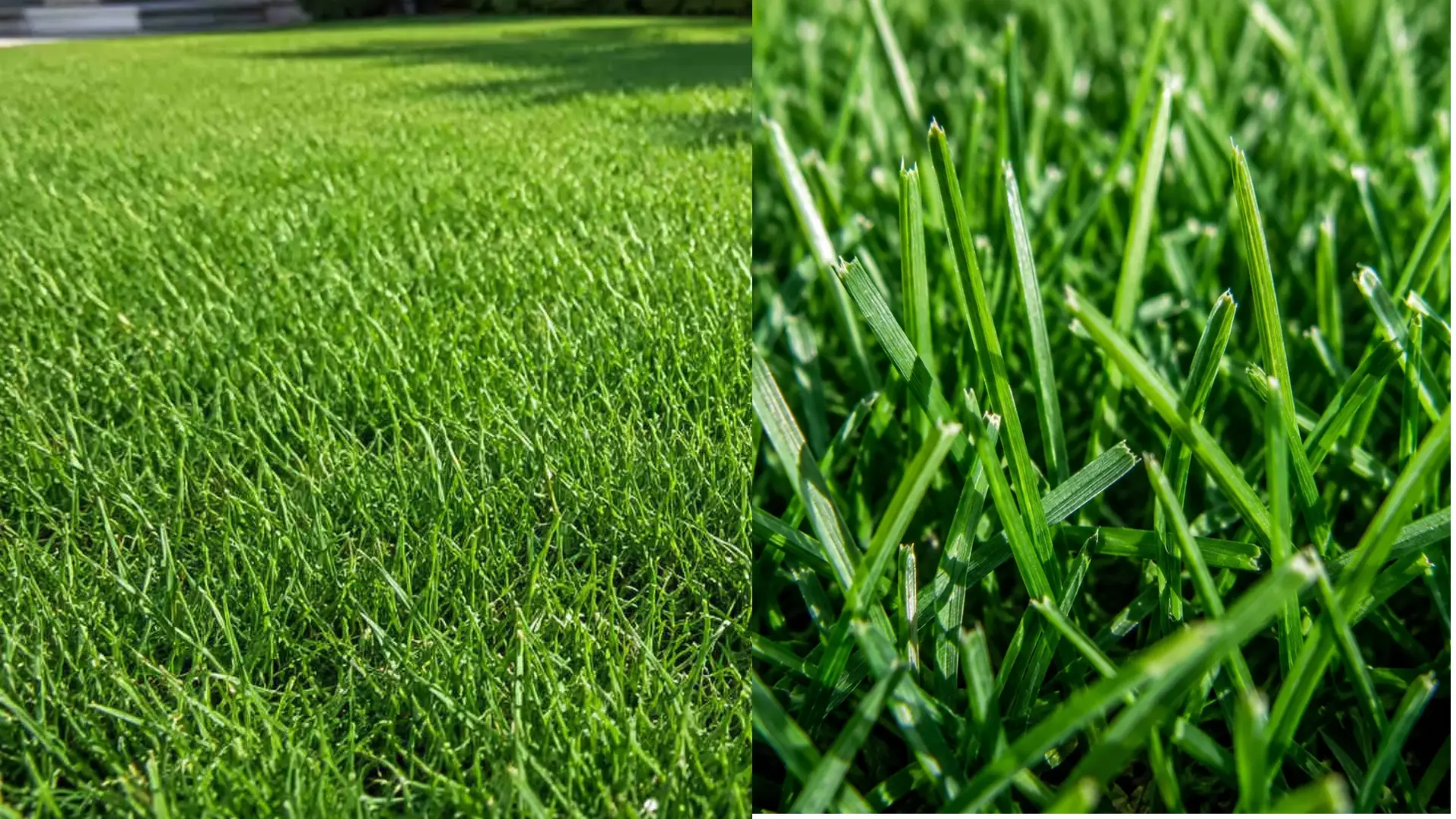 side by side views of kentucky bluegrass showing a full lawn and close up detail of green grass blades