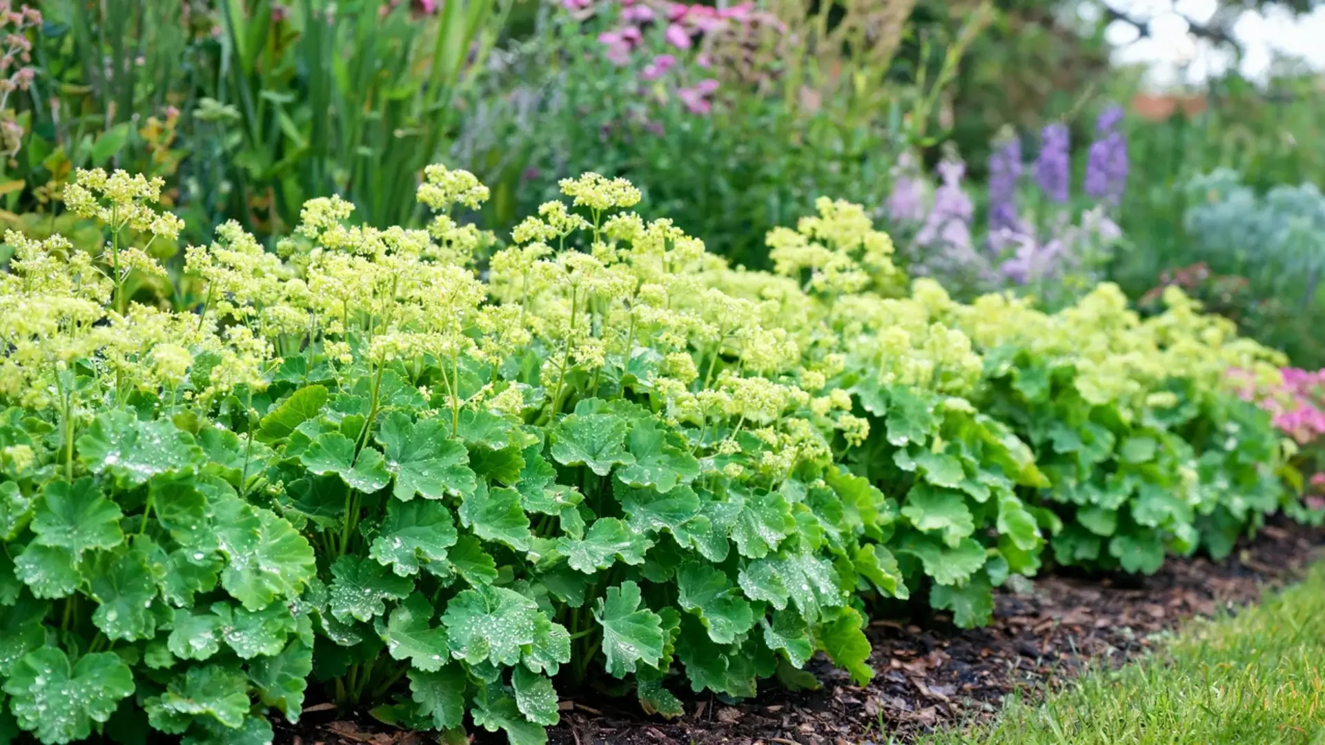 lady mantle leaves with scalloped edges holding dew beside soft chartreuse flower clusters