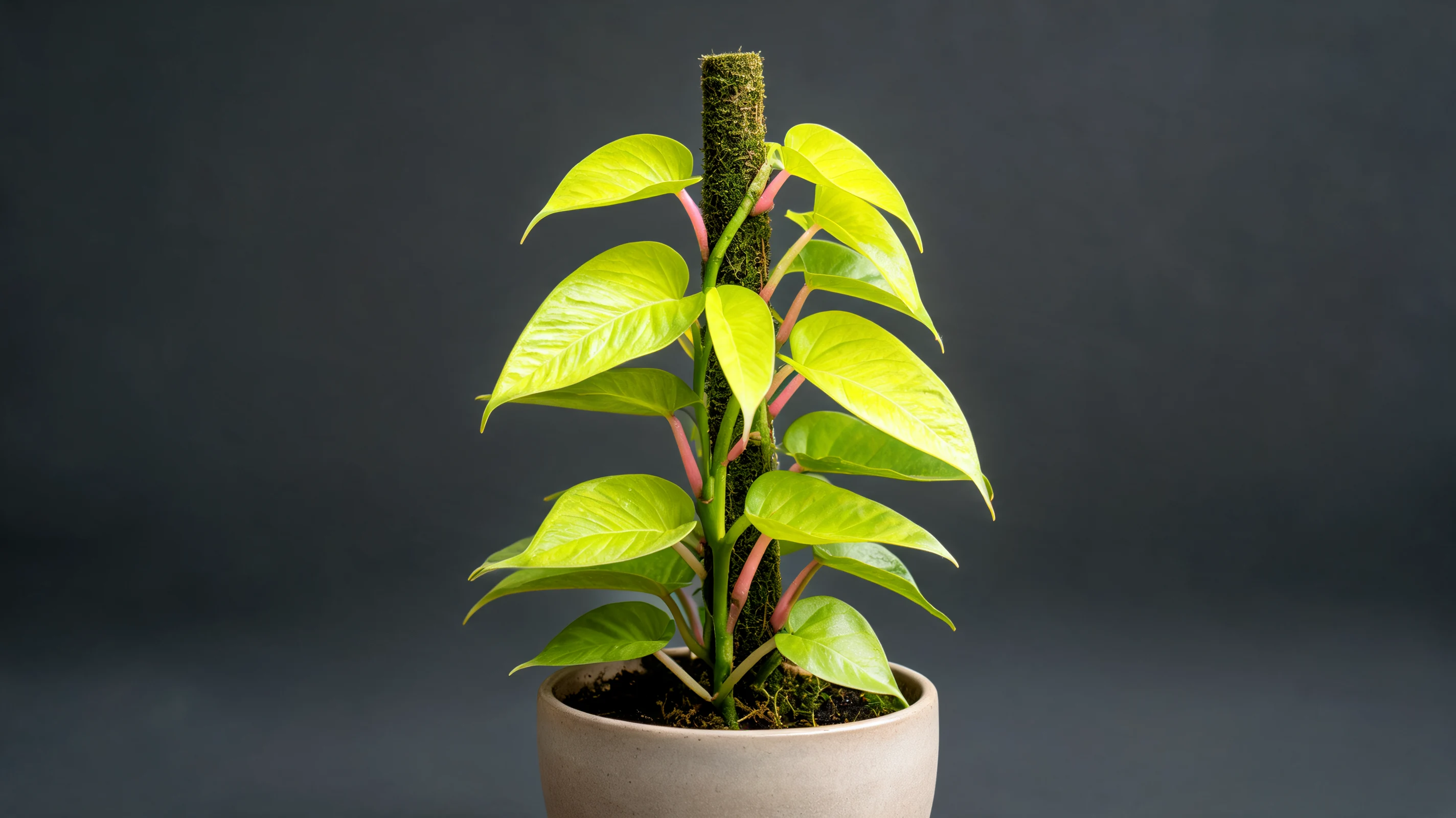 lemon lime philodendron with bright yellow green paddle shaped leaves and soft pink stems indoors