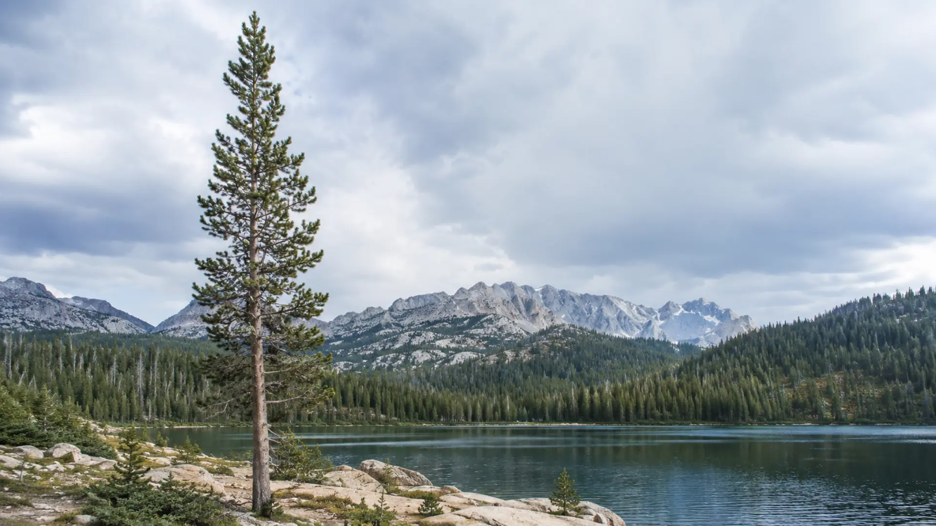 lodgepole pine with a slender trunk narrow crown paired needles and a rugged high mountain setting