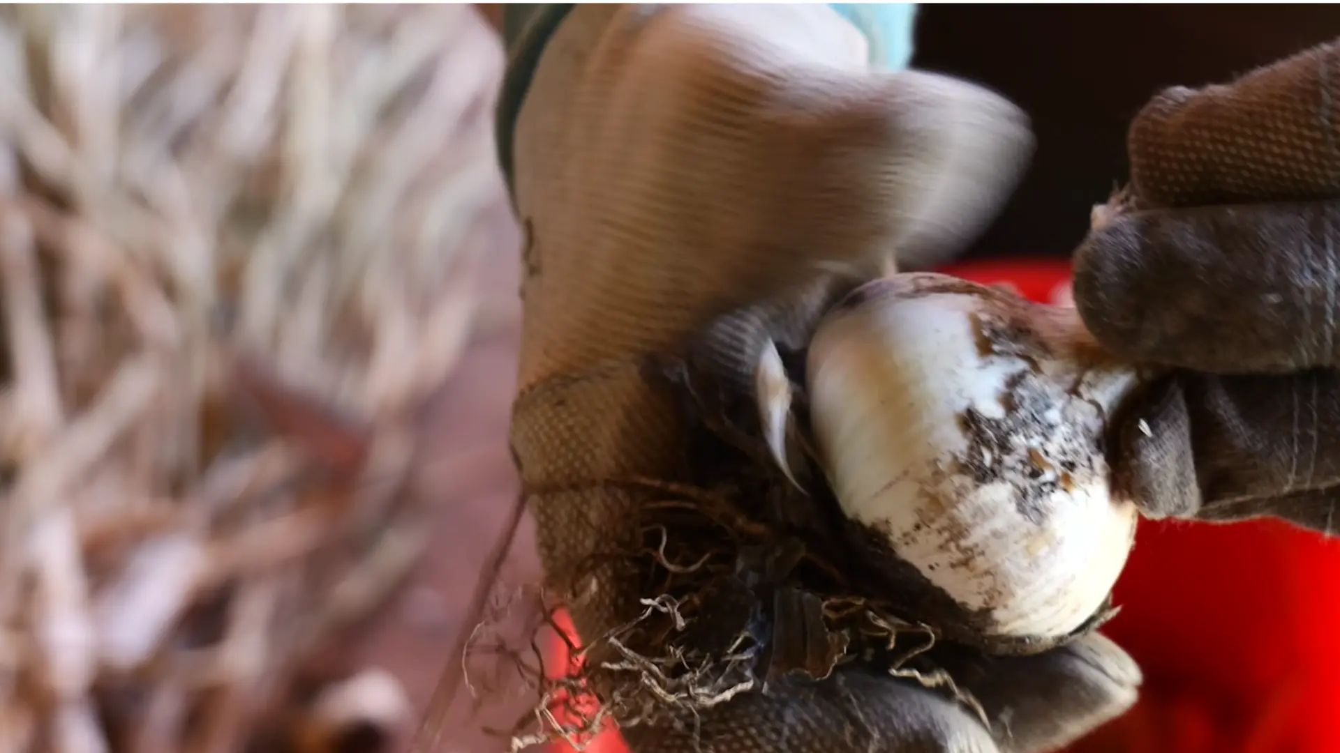 loose soil gently brushed from freshly harvested garlic bulbs