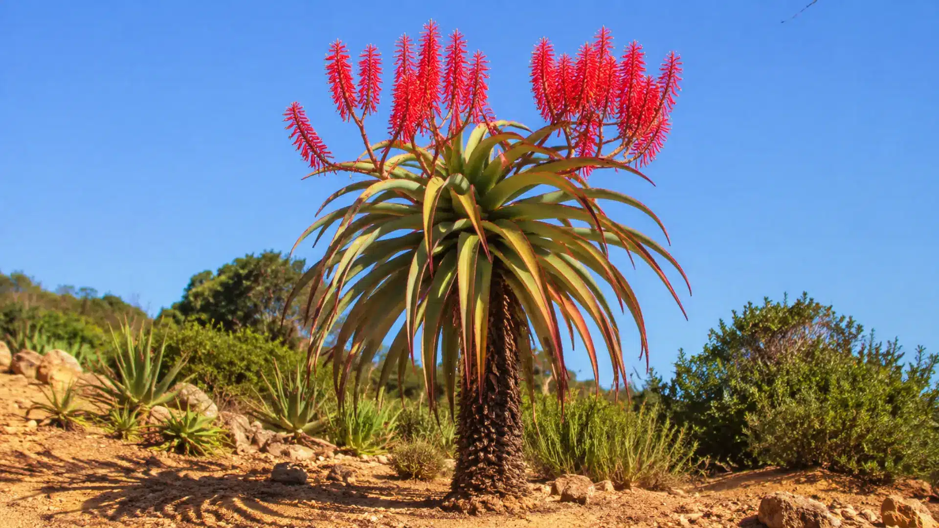 malagasy-tree-aloe
